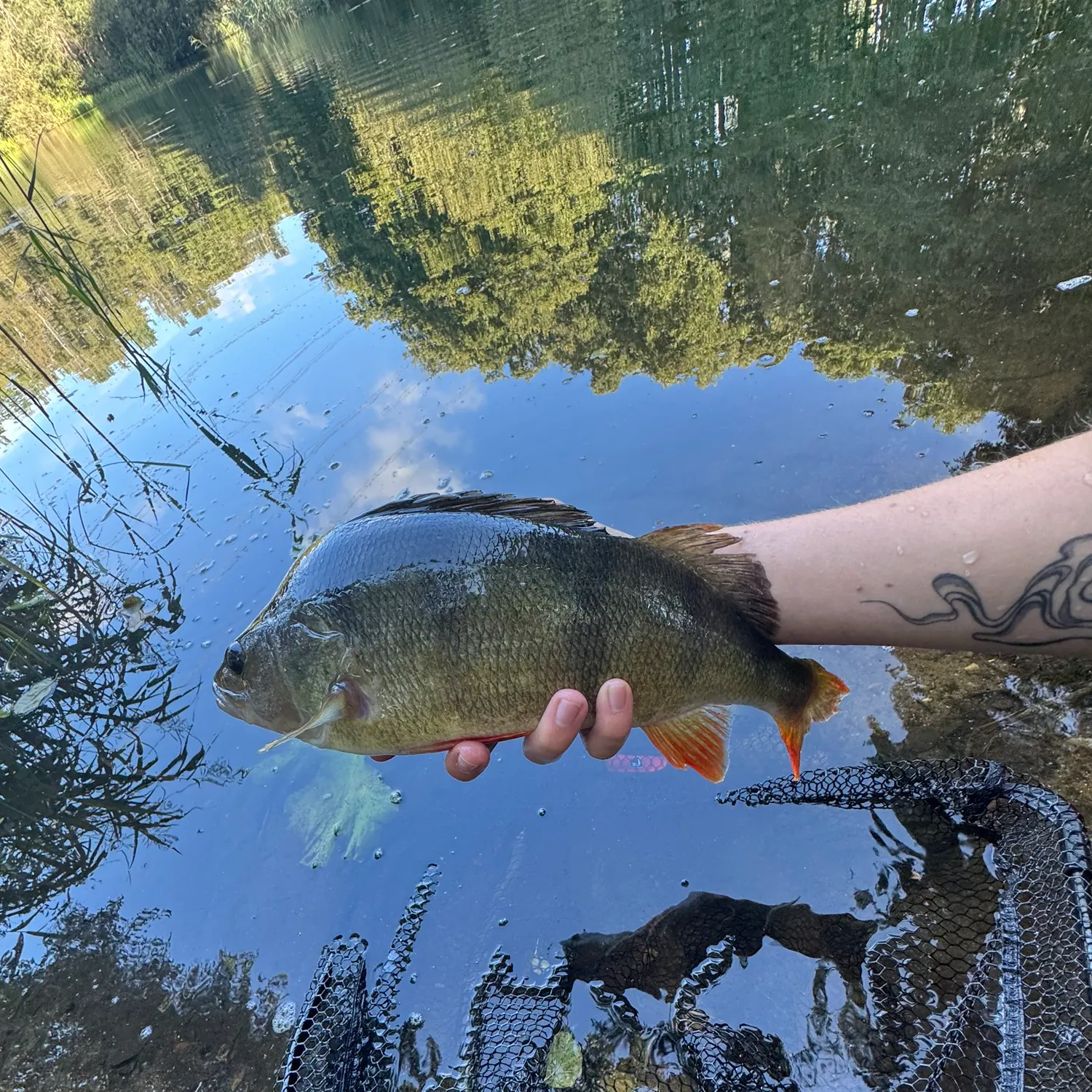 European perch caught on Fishbrain