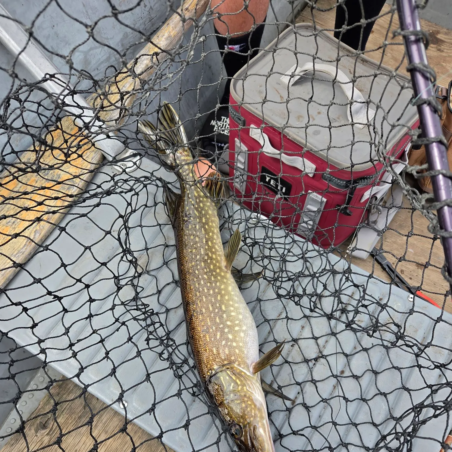Northern pike caught on Fishbrain