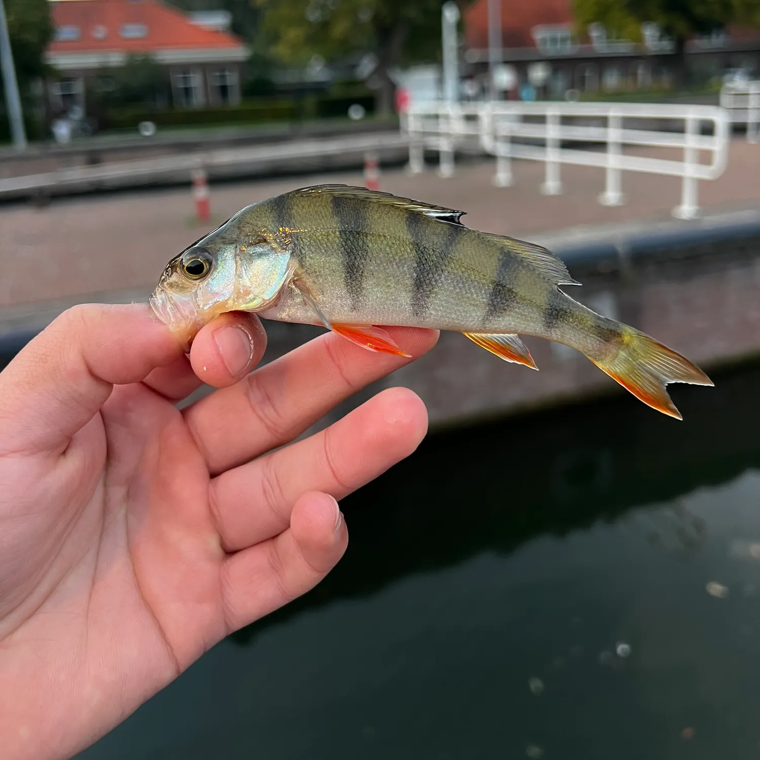 European perch caught on Fishbrain