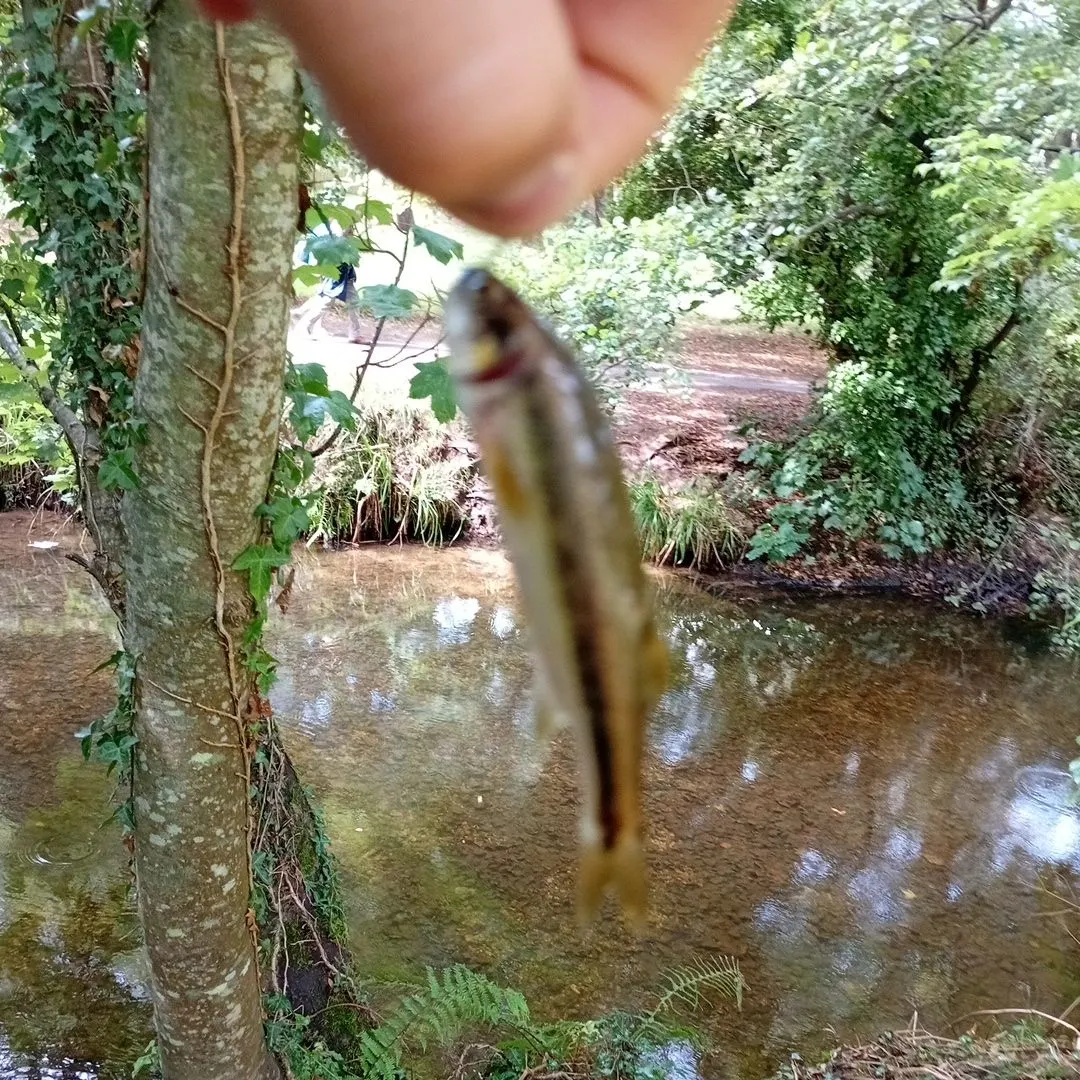 The most recent Eurasian minnow catches on Fishbrain