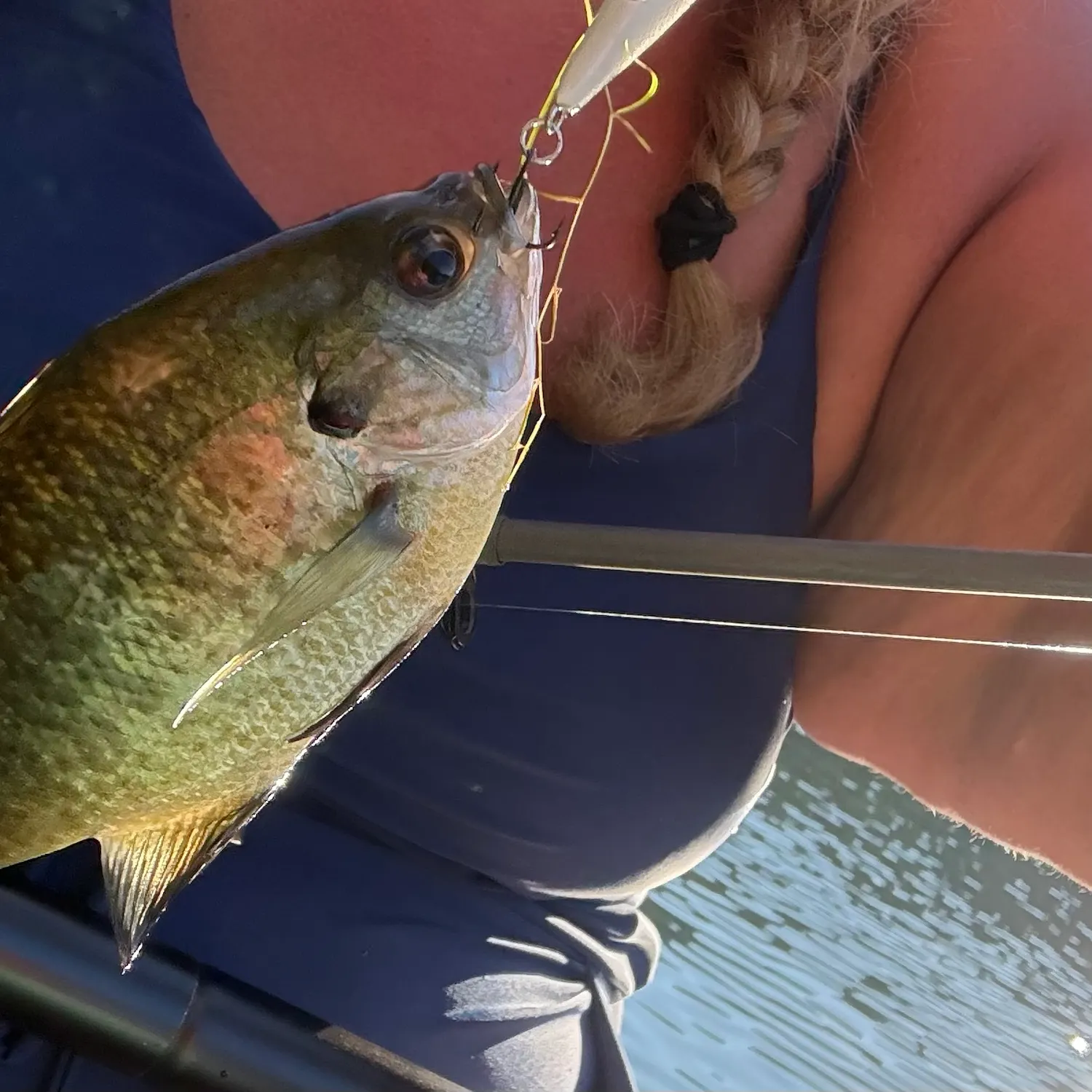 Bluegill caught on Fishbrain