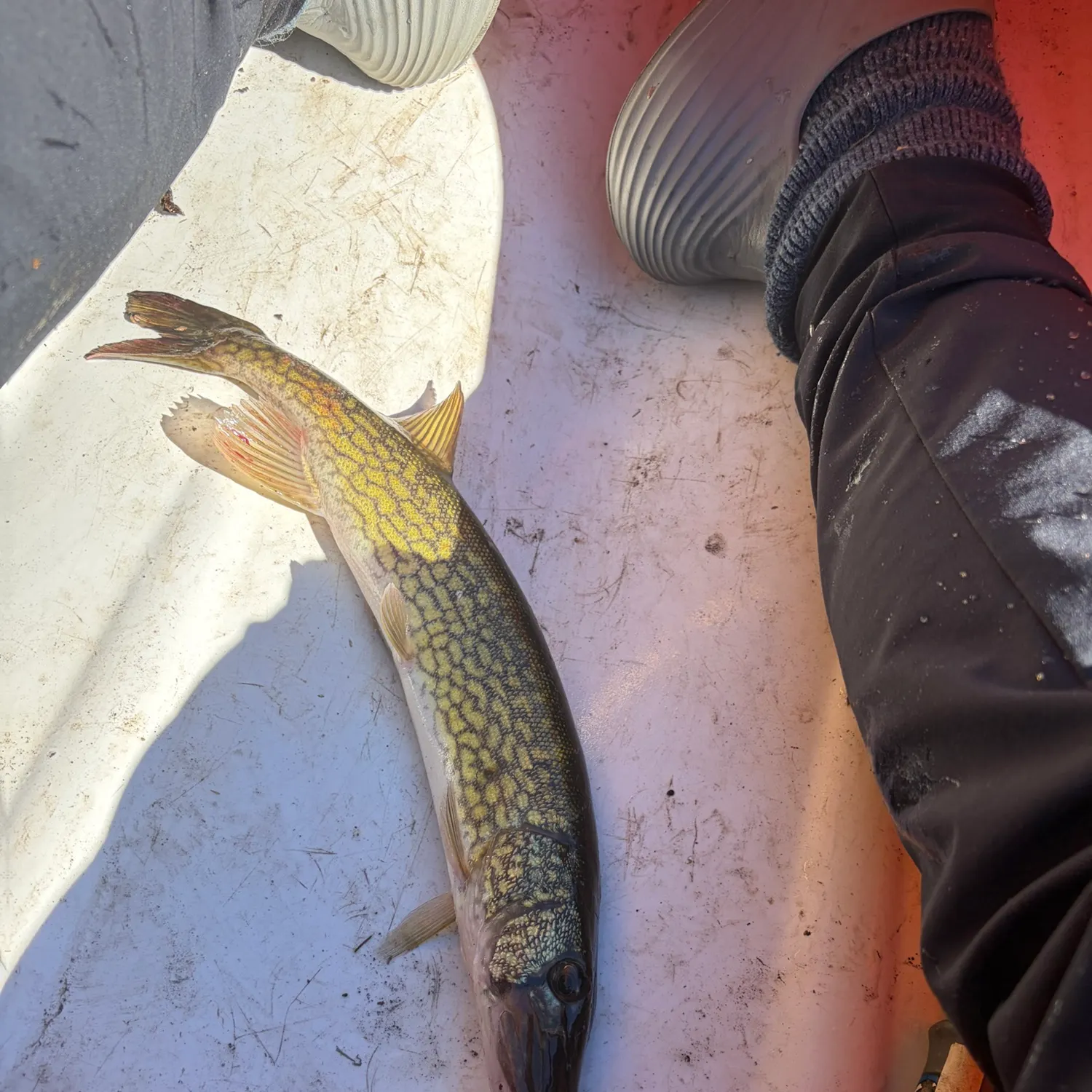 Chain pickerel caught on Fishbrain
