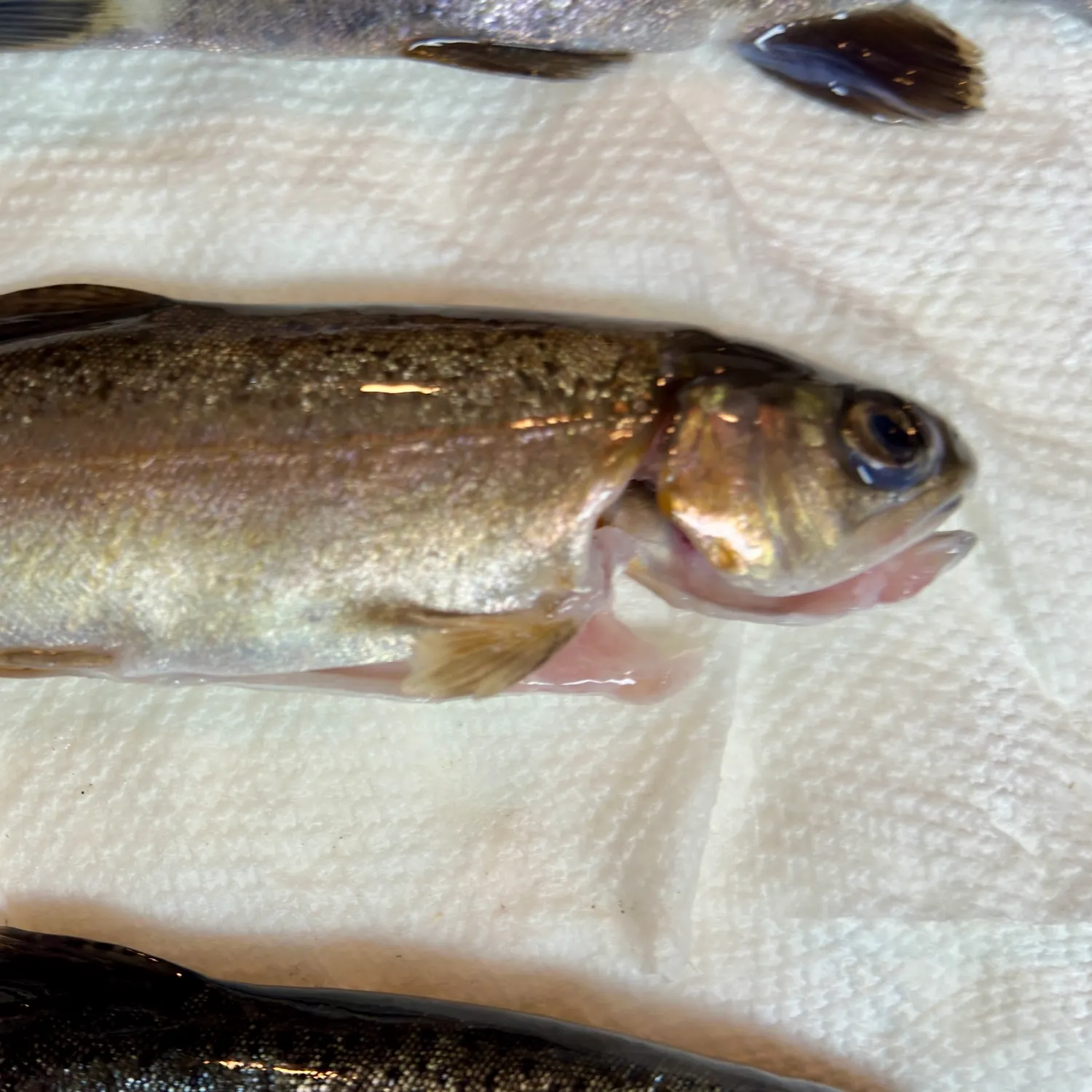 Rainbow trout caught on Fishbrain