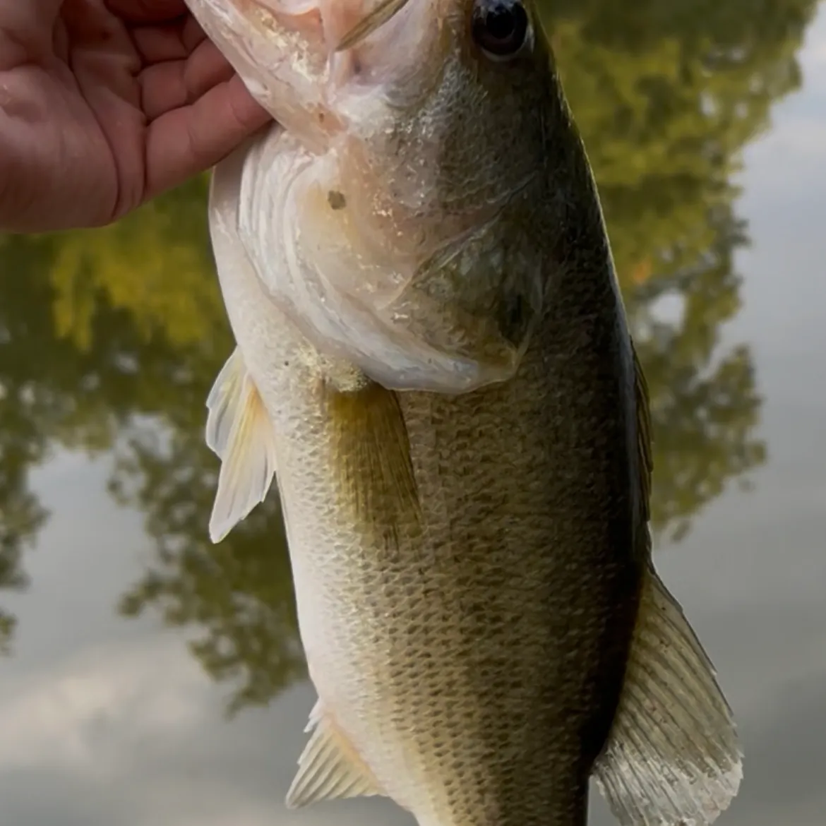 Largemouth bass caught on Fishbrain