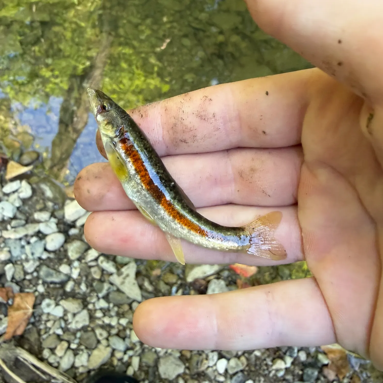 The most recent Eastern blacknose dace catches on Fishbrain