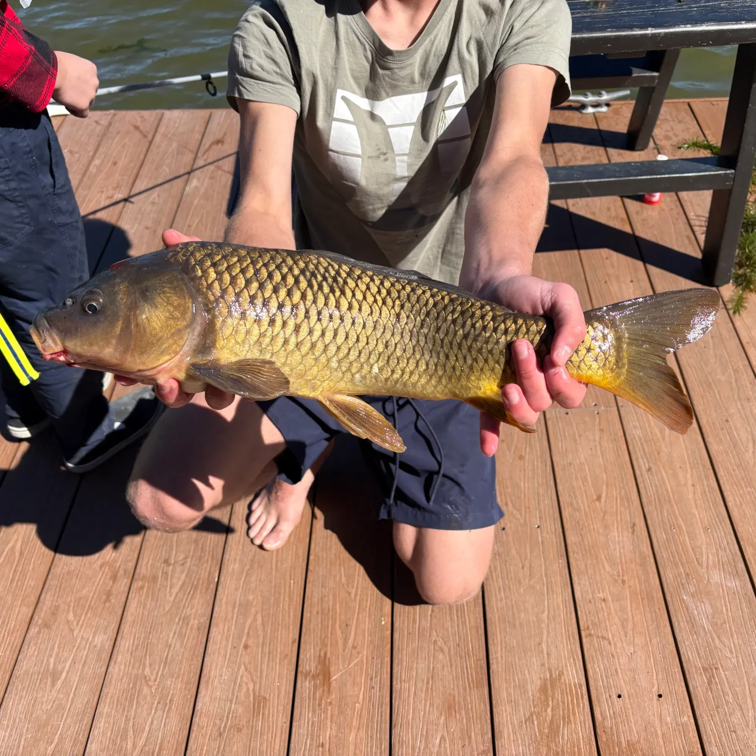 Common carp caught on Fishbrain