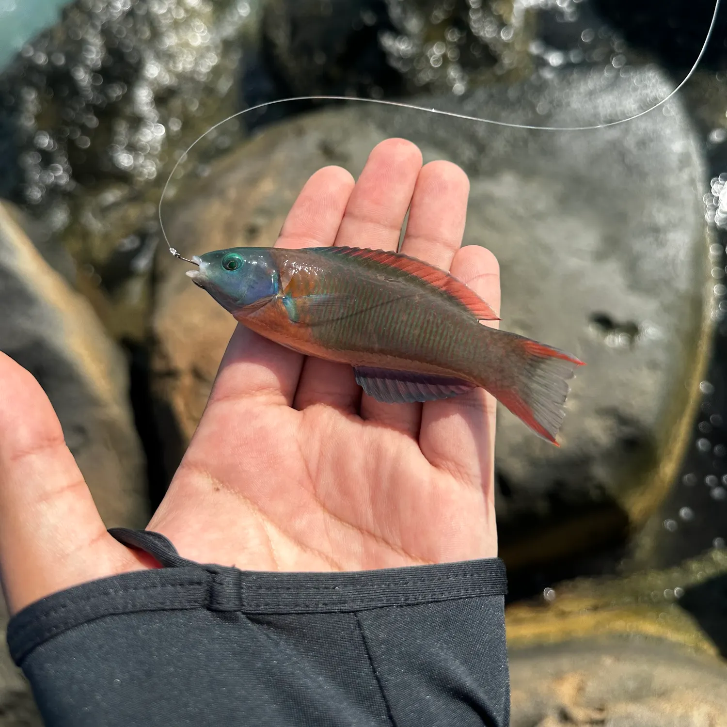 Saddle wrasse caught on Fishbrain