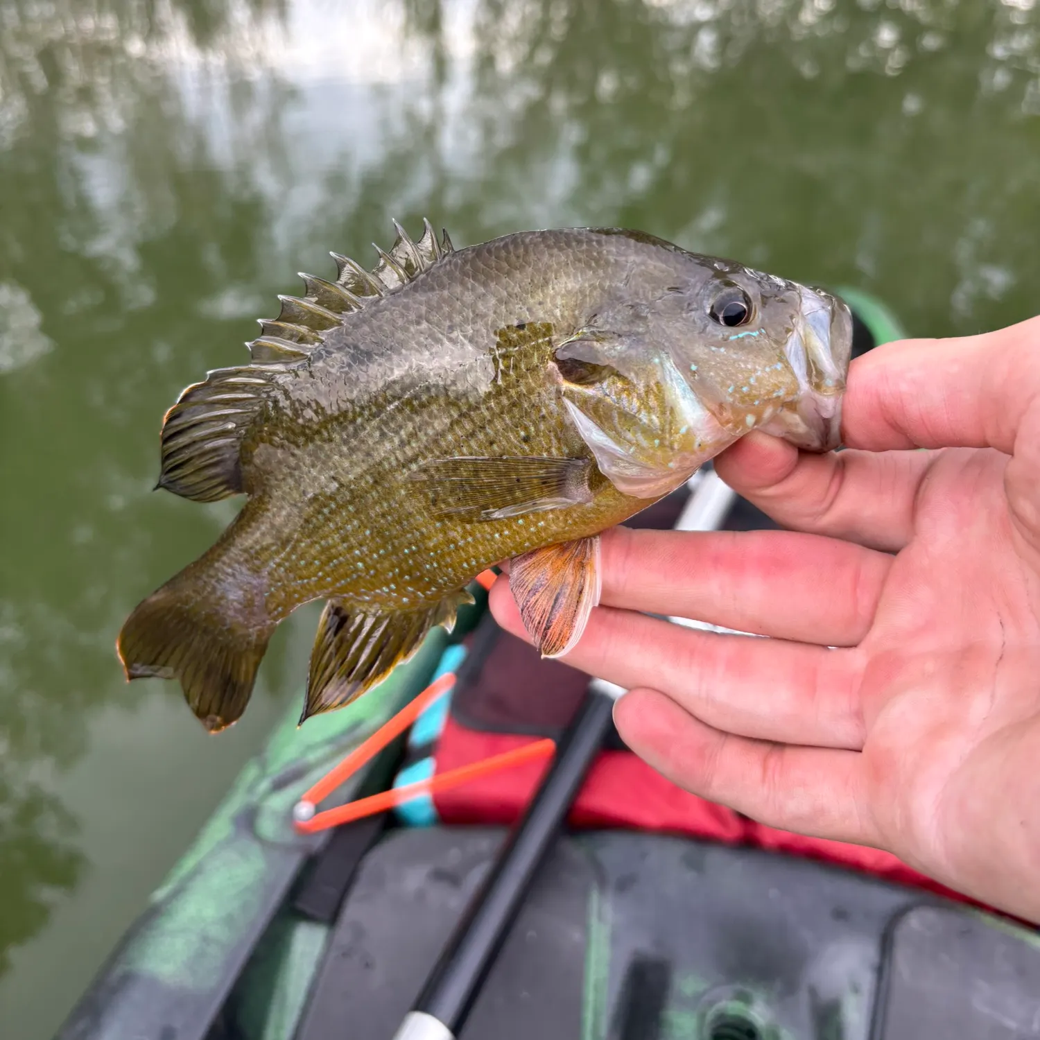 Green sunfish caught on Fishbrain