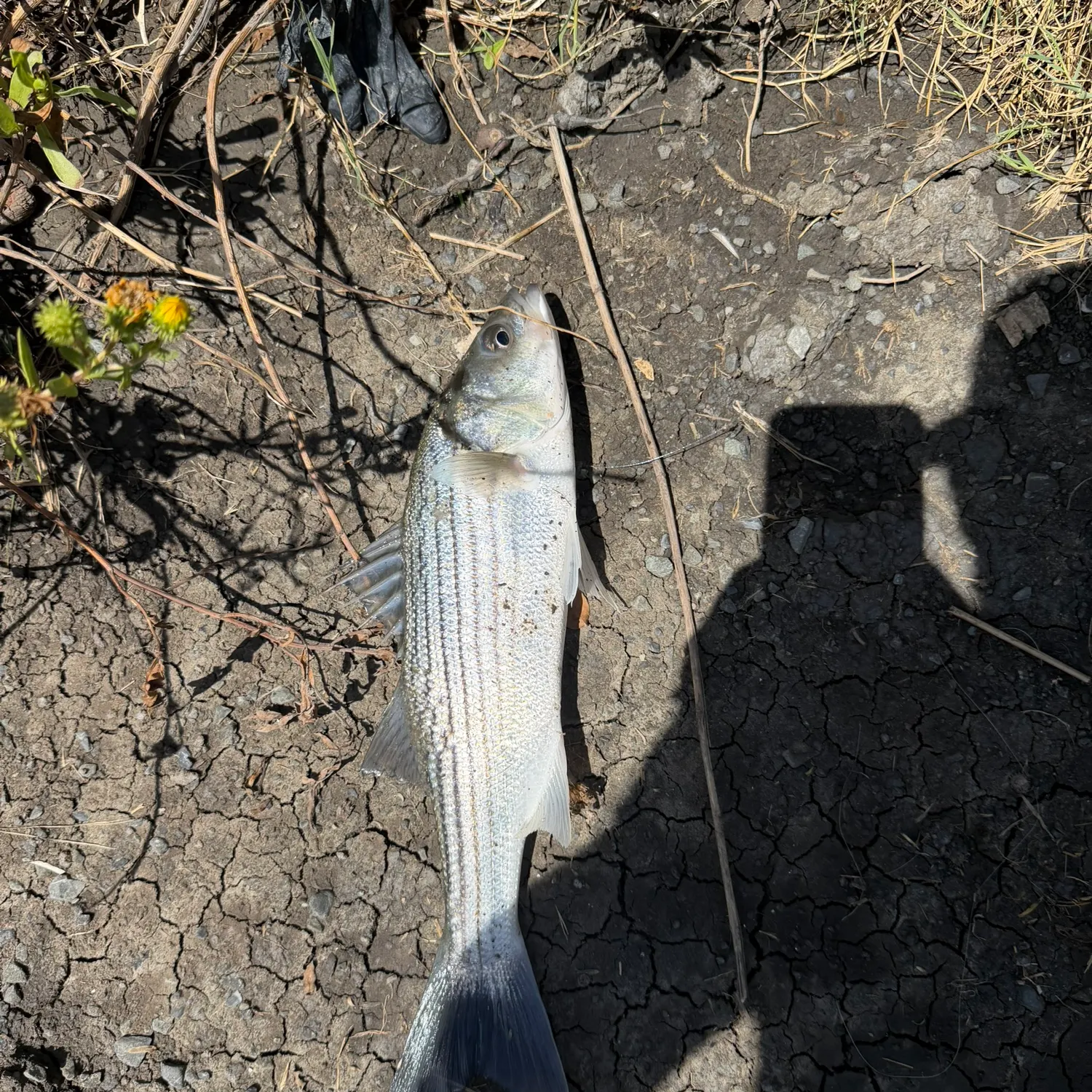 Striped bass caught on Fishbrain