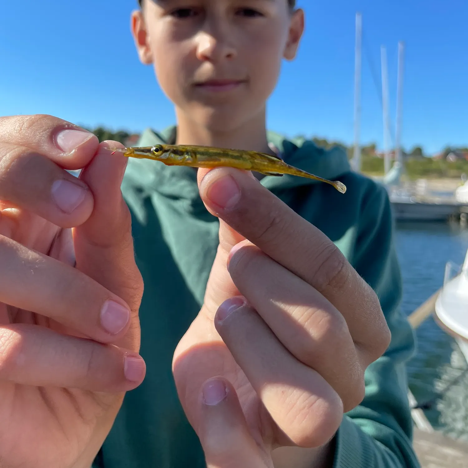 The most recent Sea stickleback catches on Fishbrain