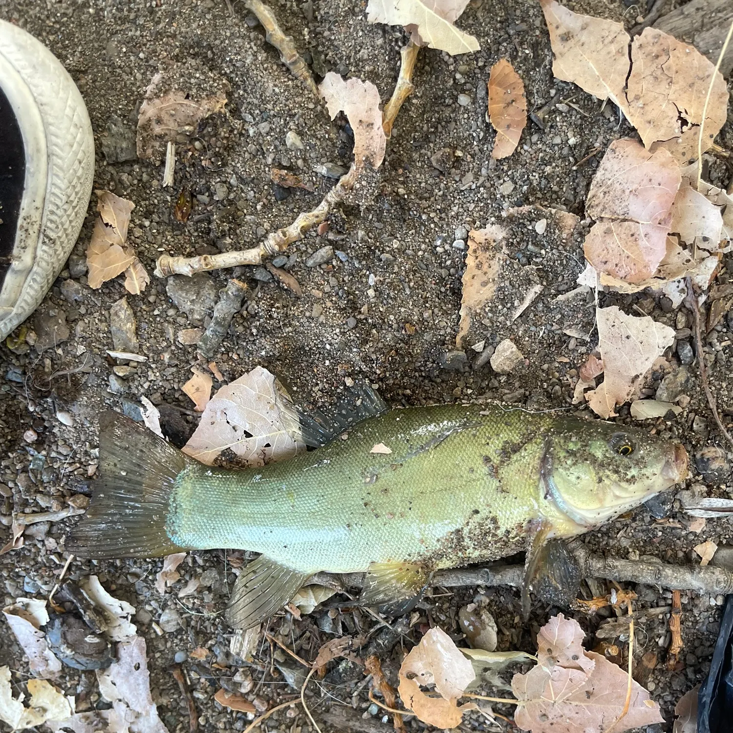 Tench caught on Fishbrain
