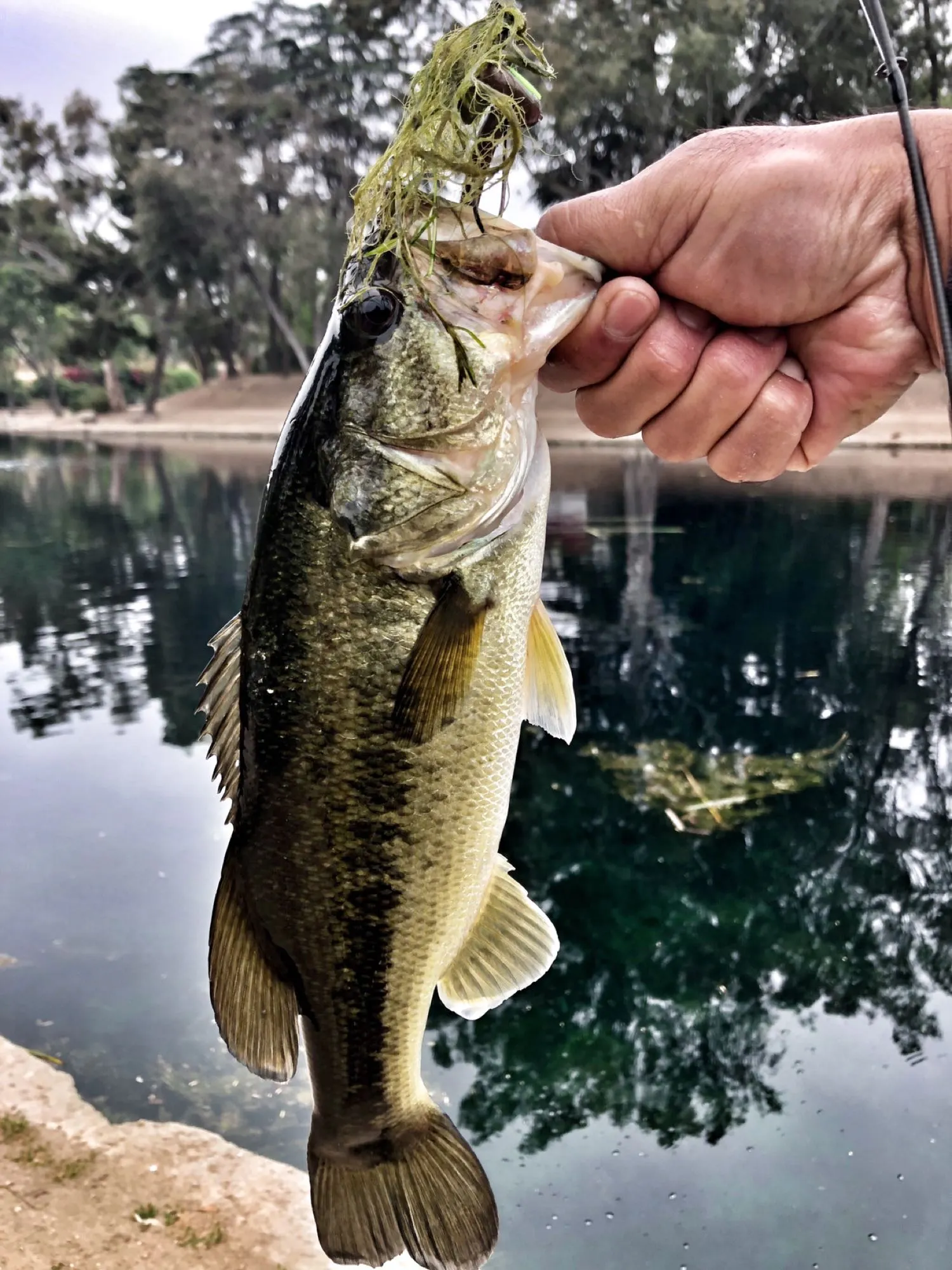 Post image from ocfabfive