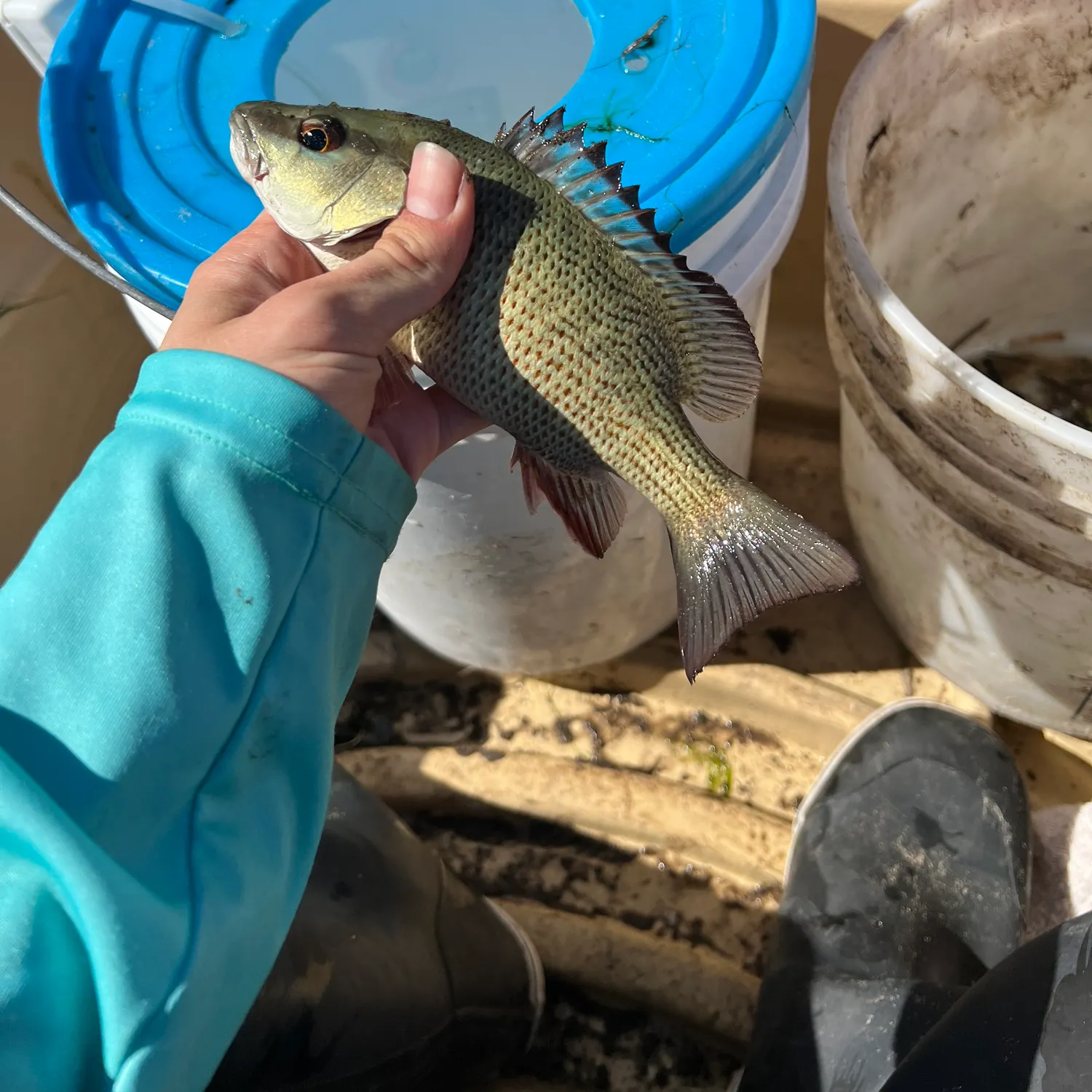 The most recent Mangrove snapper catches on Fishbrain