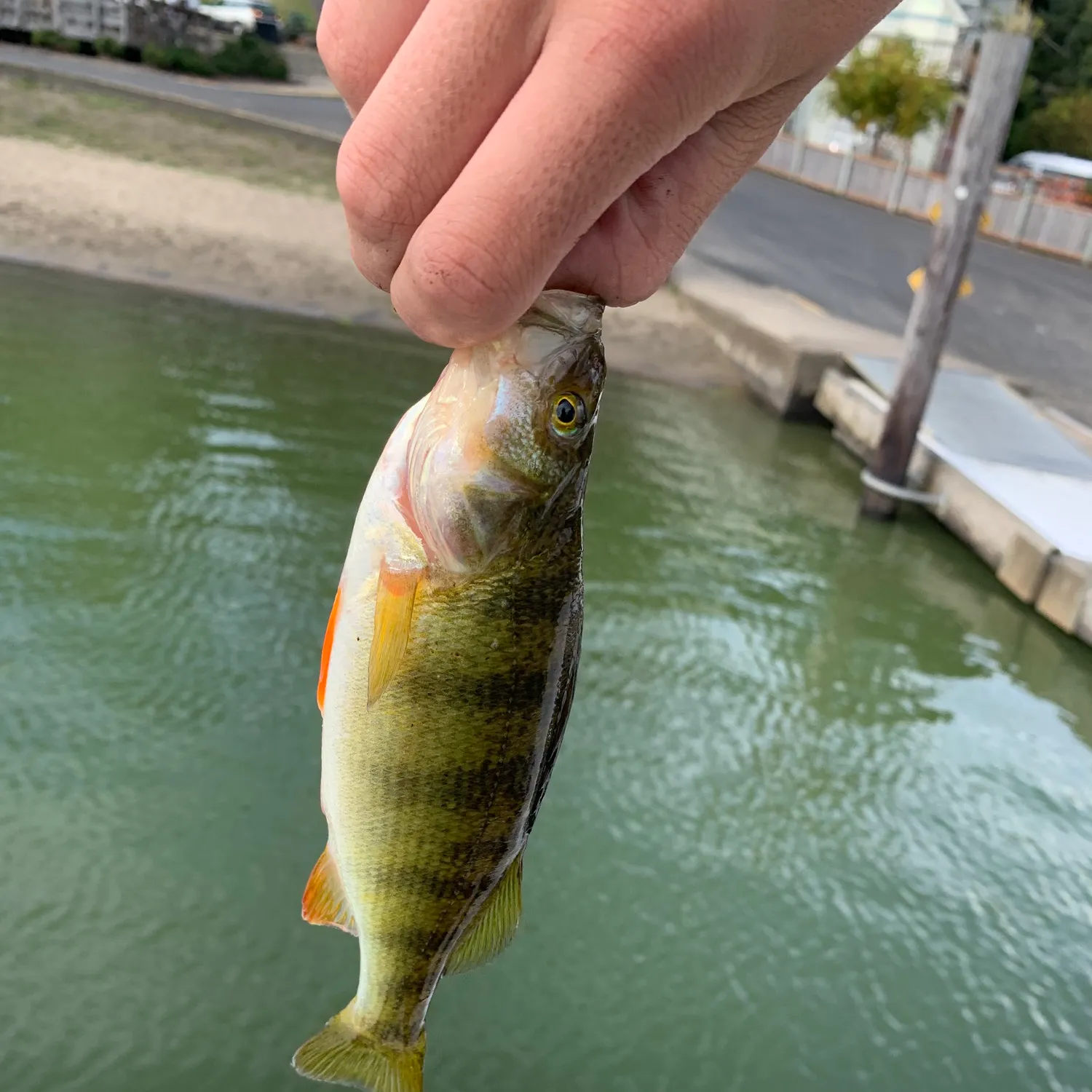 Yellow perch caught on Fishbrain