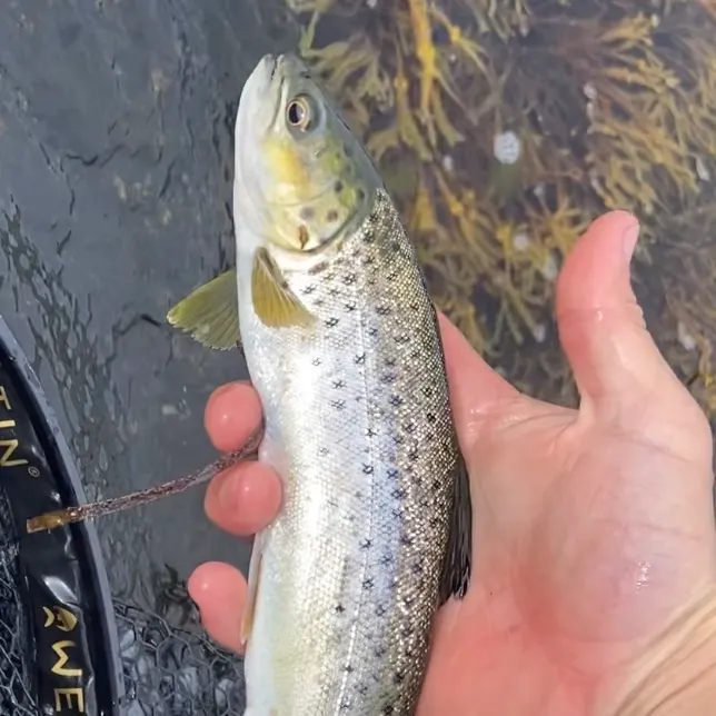 Sea trout caught on Fishbrain
