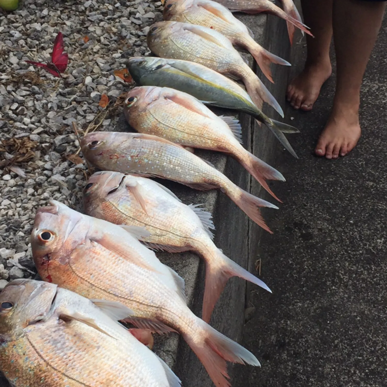 recently logged catches