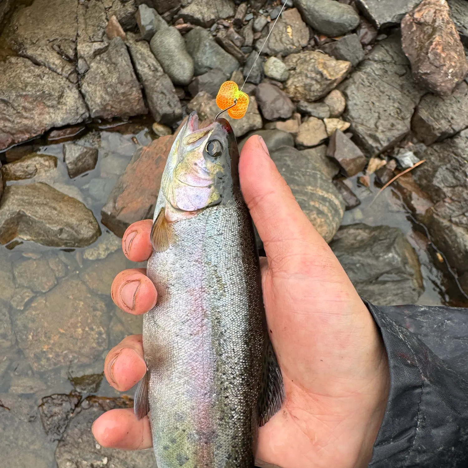Rainbow trout caught on Fishbrain