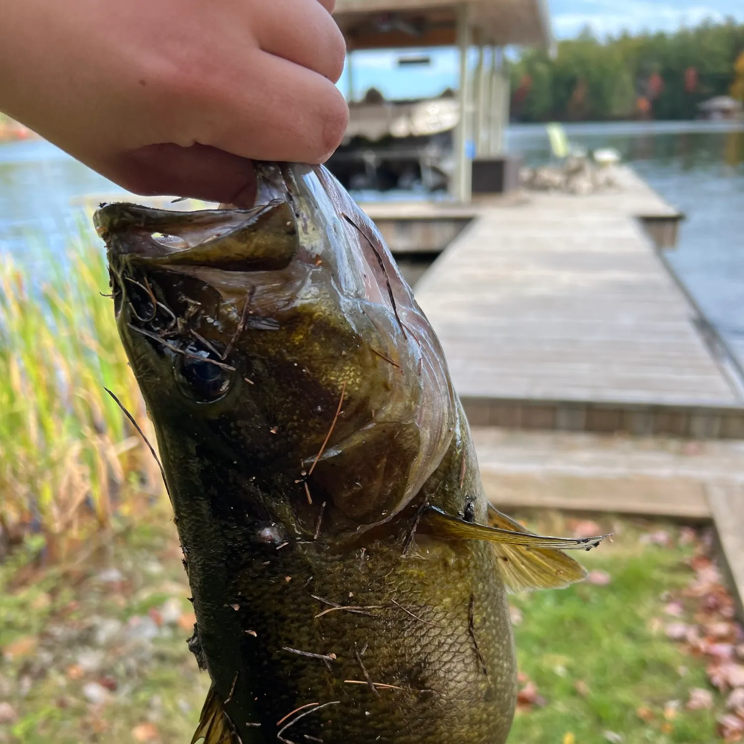 Smallmouth bass caught on Fishbrain