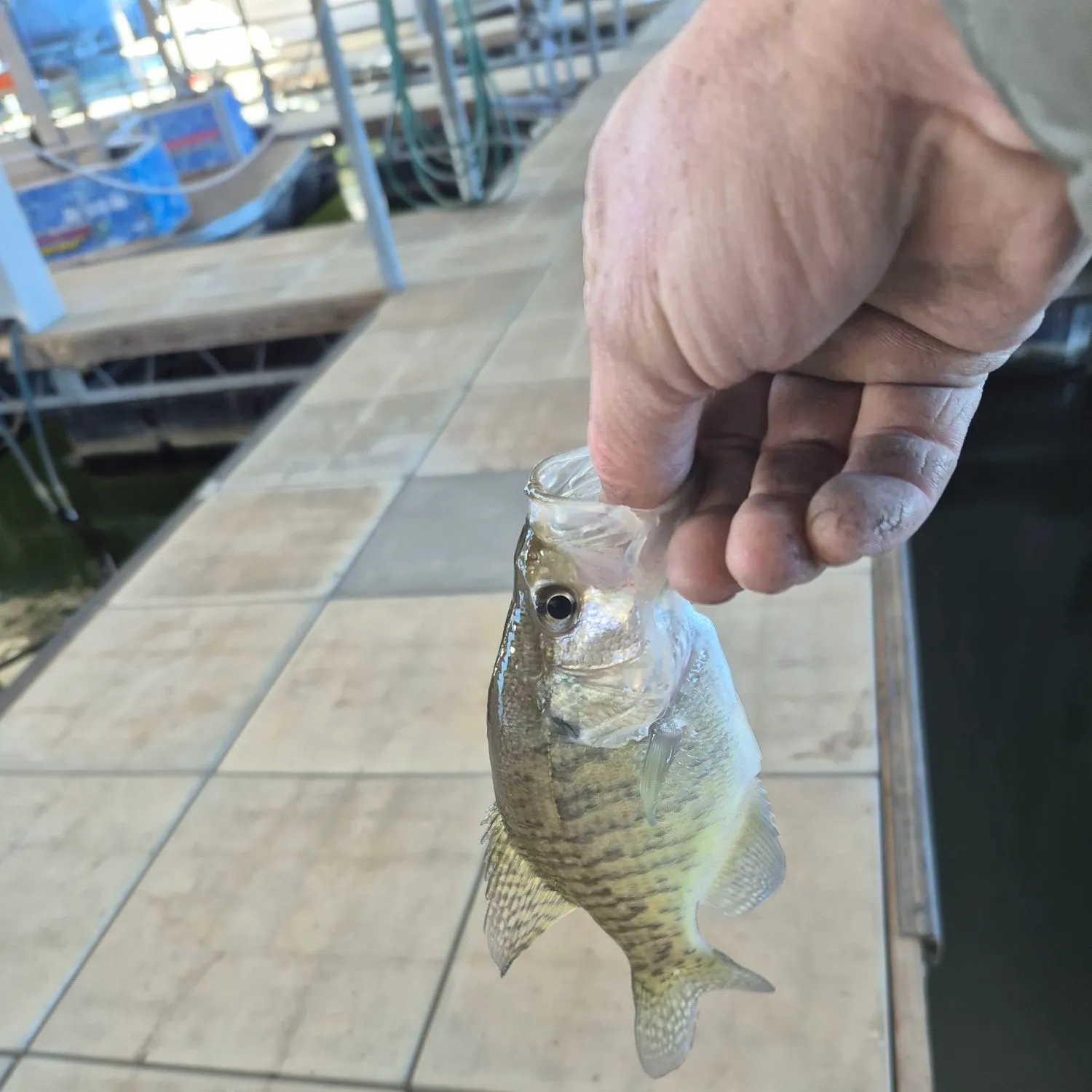 The most recent White crappie catches on Fishbrain