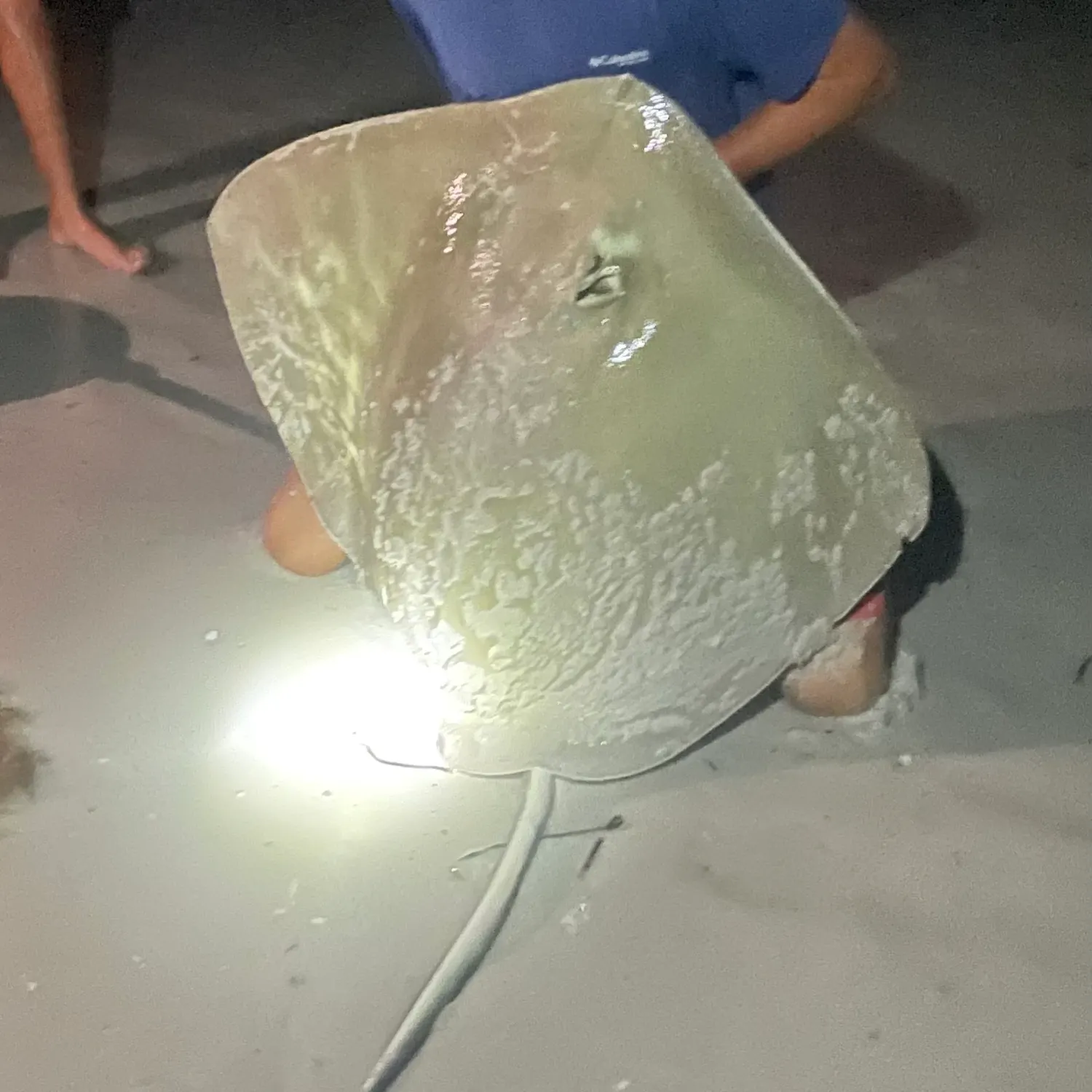 The most recent Southern stingray catches on Fishbrain