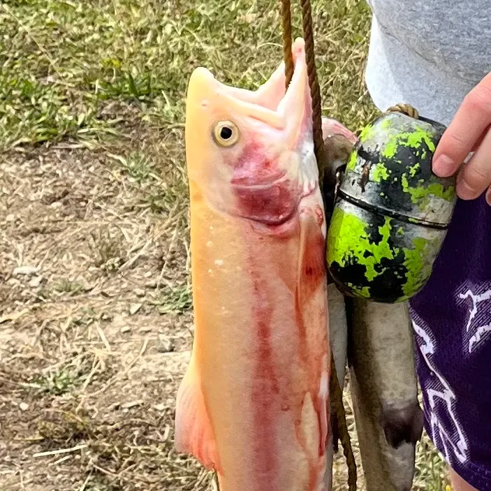 The most recent Golden rainbow trout catches on Fishbrain