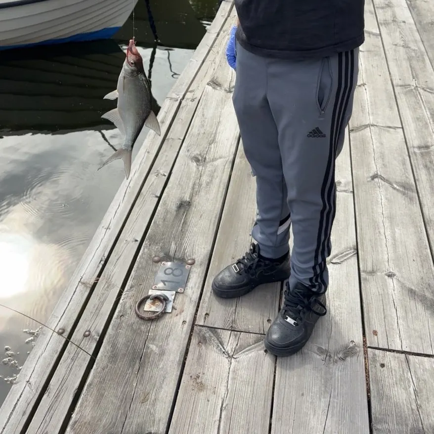 Common roach caught on Fishbrain