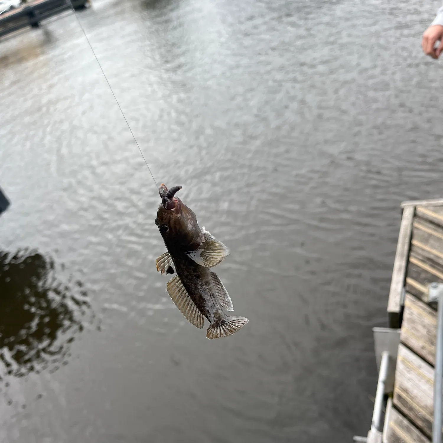 Round goby caught on Fishbrain