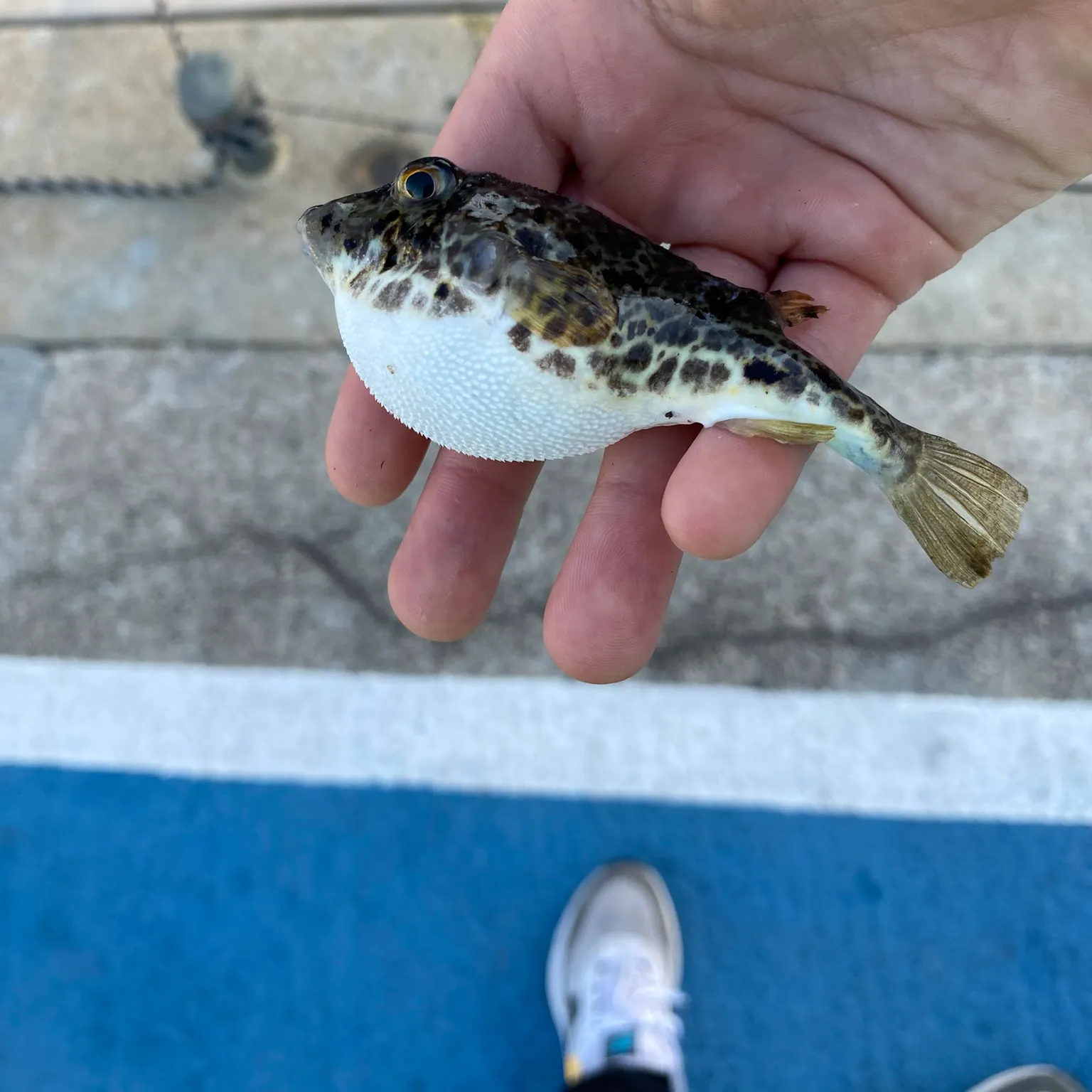 The most recent Bandtail puffer catches on Fishbrain