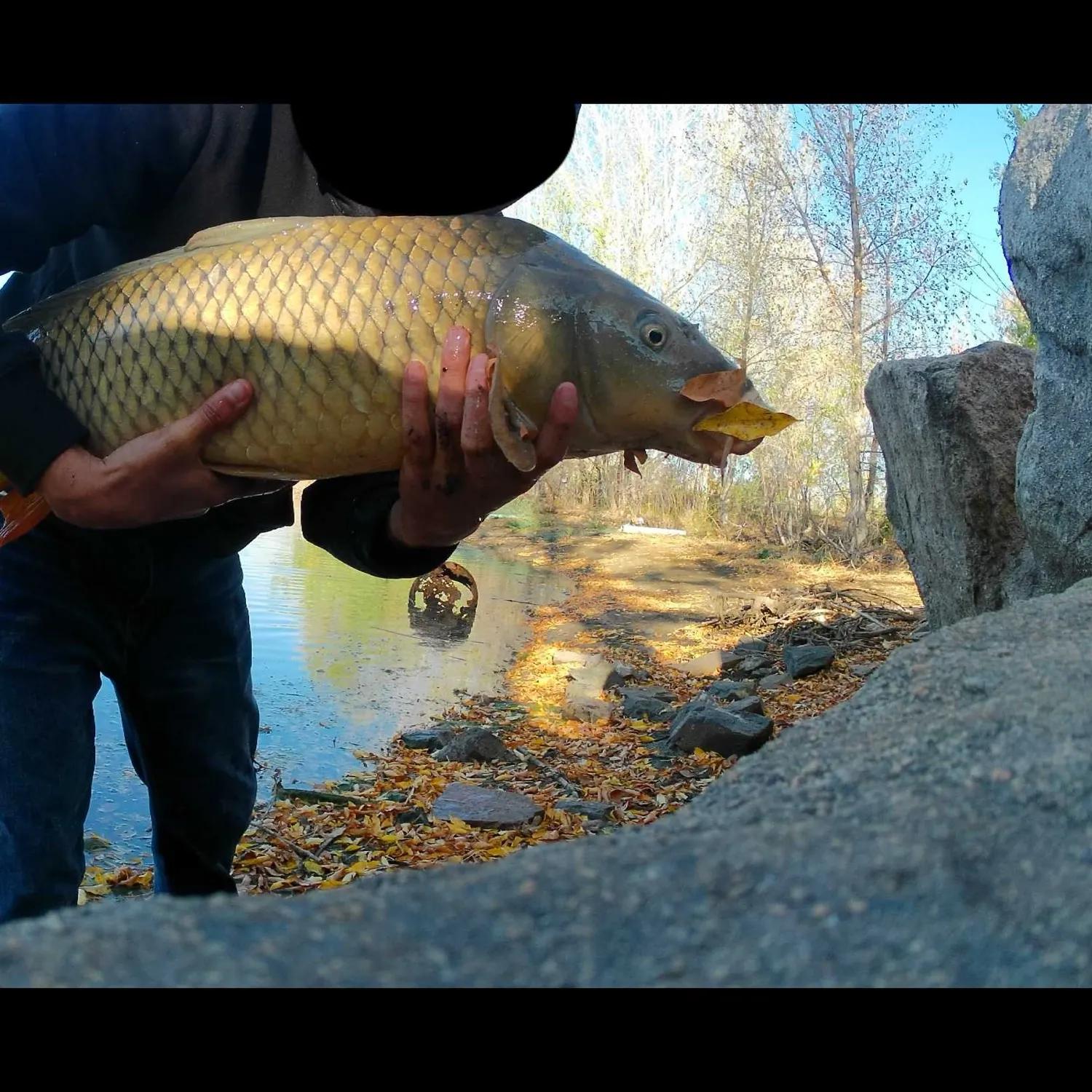 Common carp caught on Fishbrain
