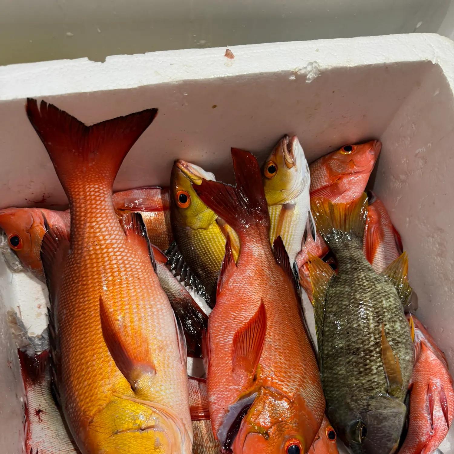 The most recent Humpback red snapper catches on Fishbrain
