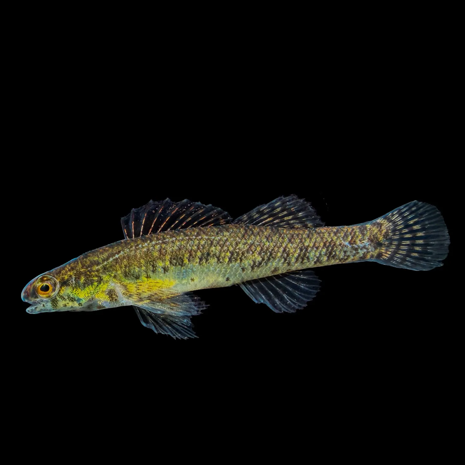 The most recent Sawcheek darter catches on Fishbrain