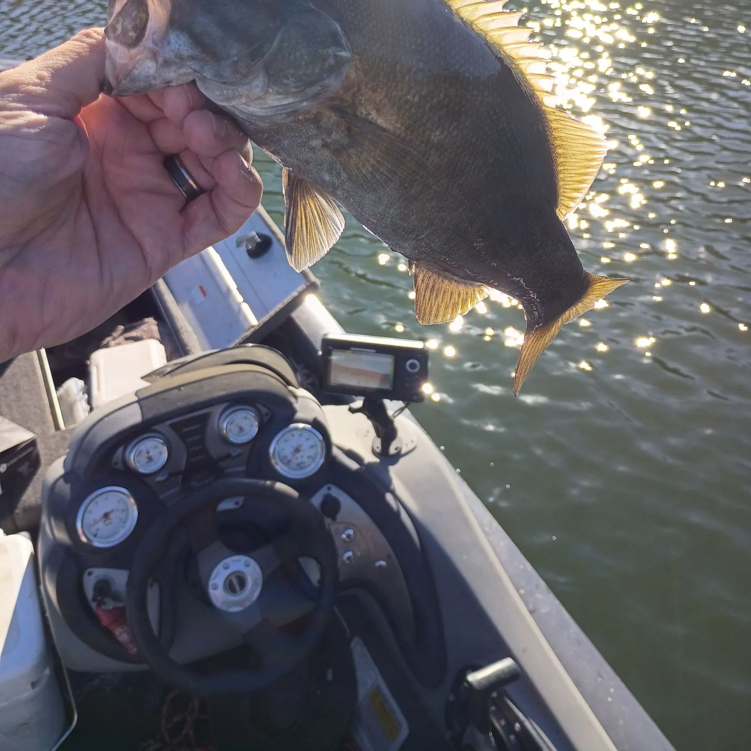 Smallmouth bass caught on Fishbrain