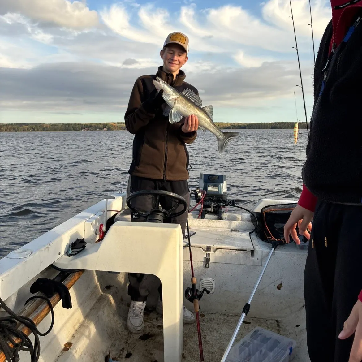 Zander caught on Fishbrain