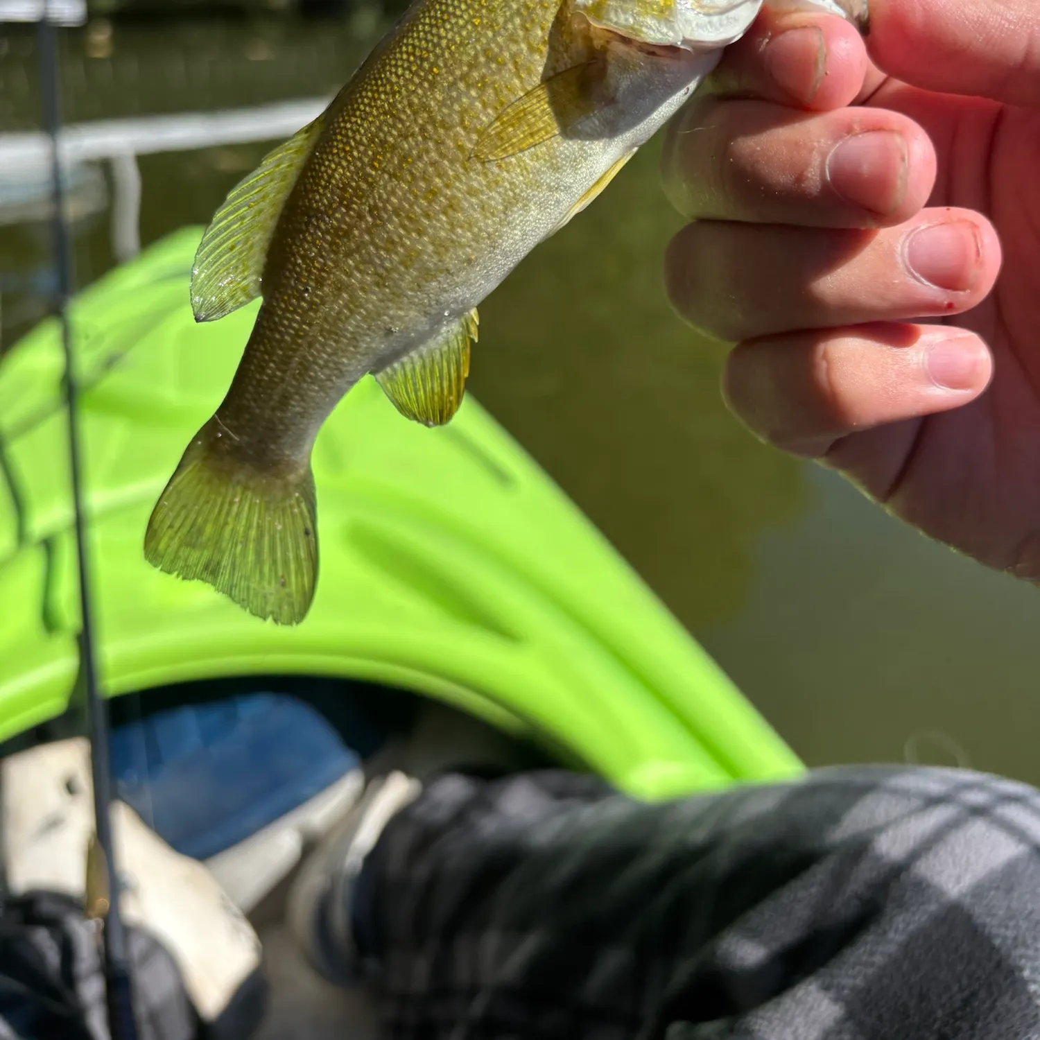 Smallmouth bass caught on Fishbrain