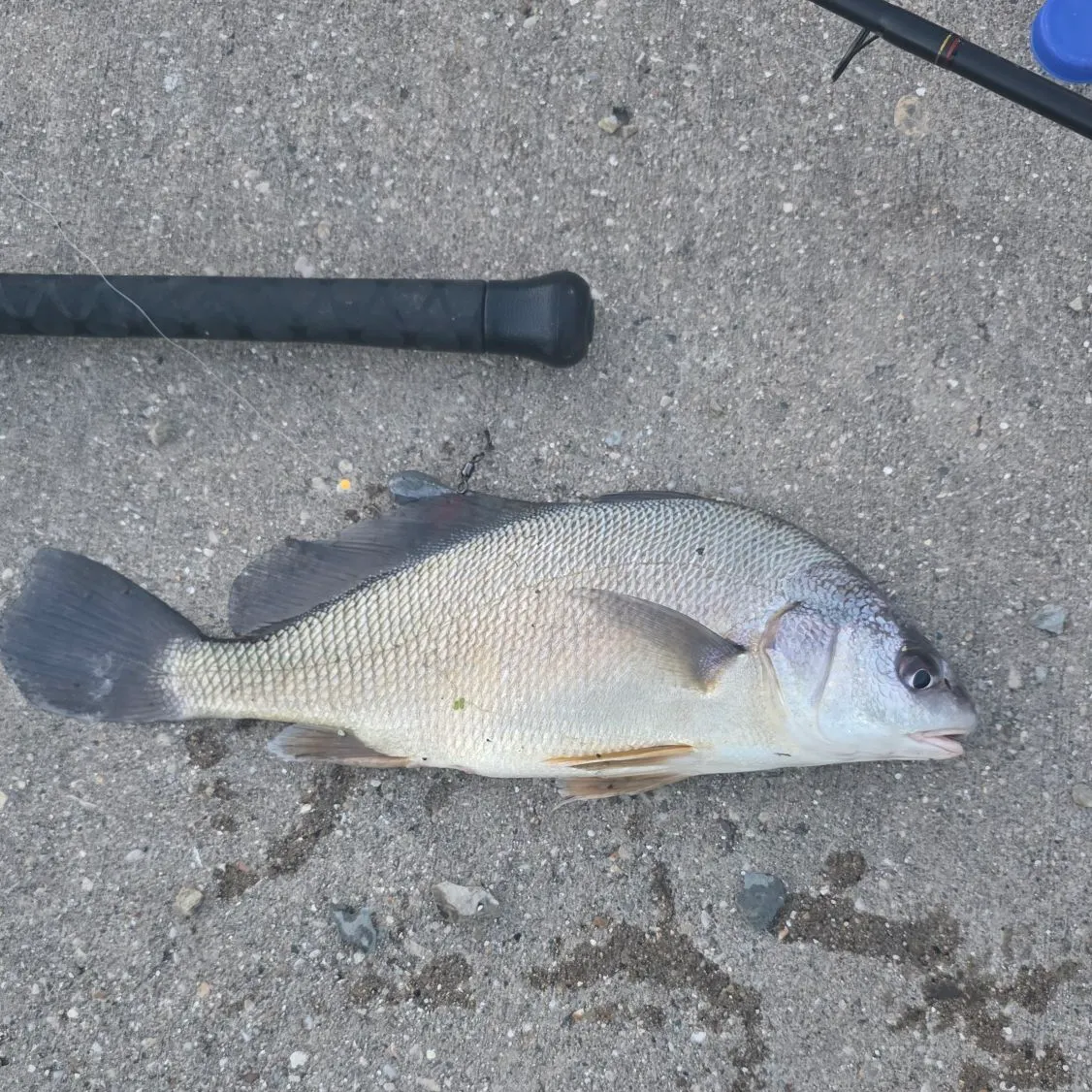Freshwater drum caught on Fishbrain