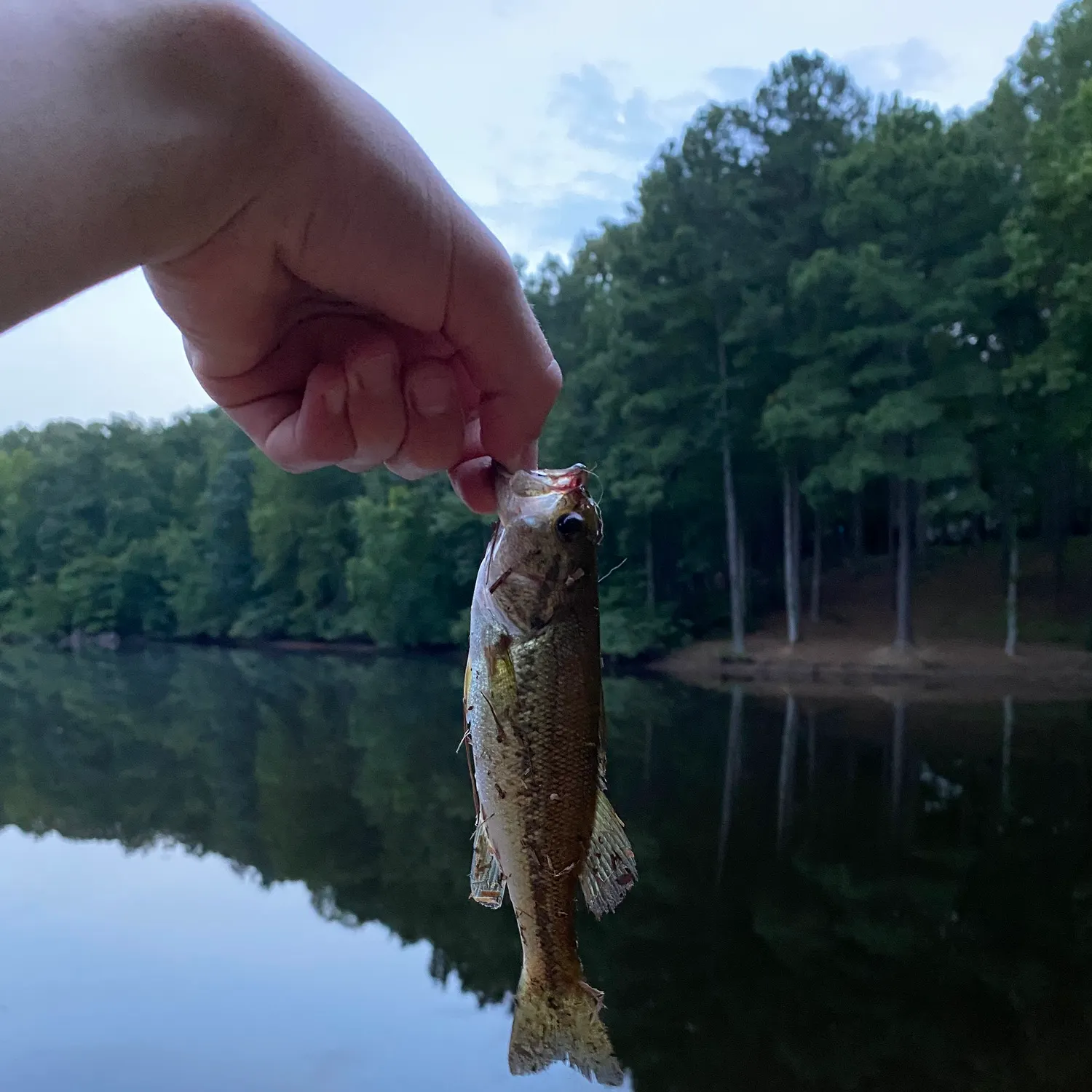 Largemouth bass caught on Fishbrain