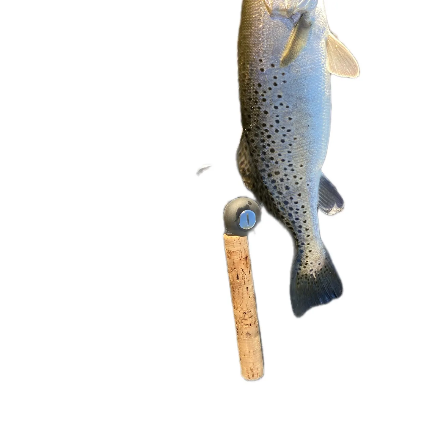 The most recent Spotted seatrout catches on Fishbrain