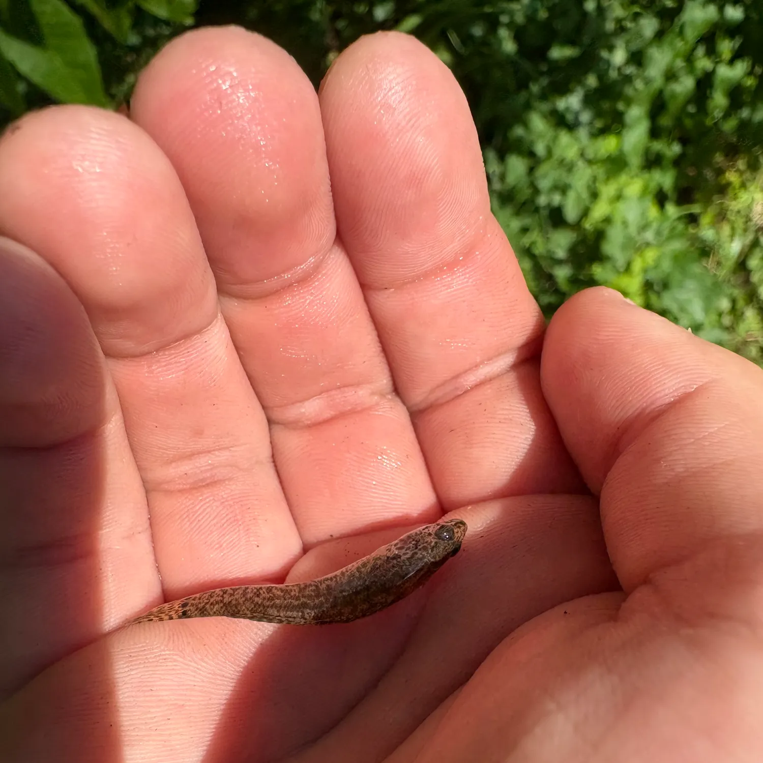 The most recent Fathead minnow catches on Fishbrain