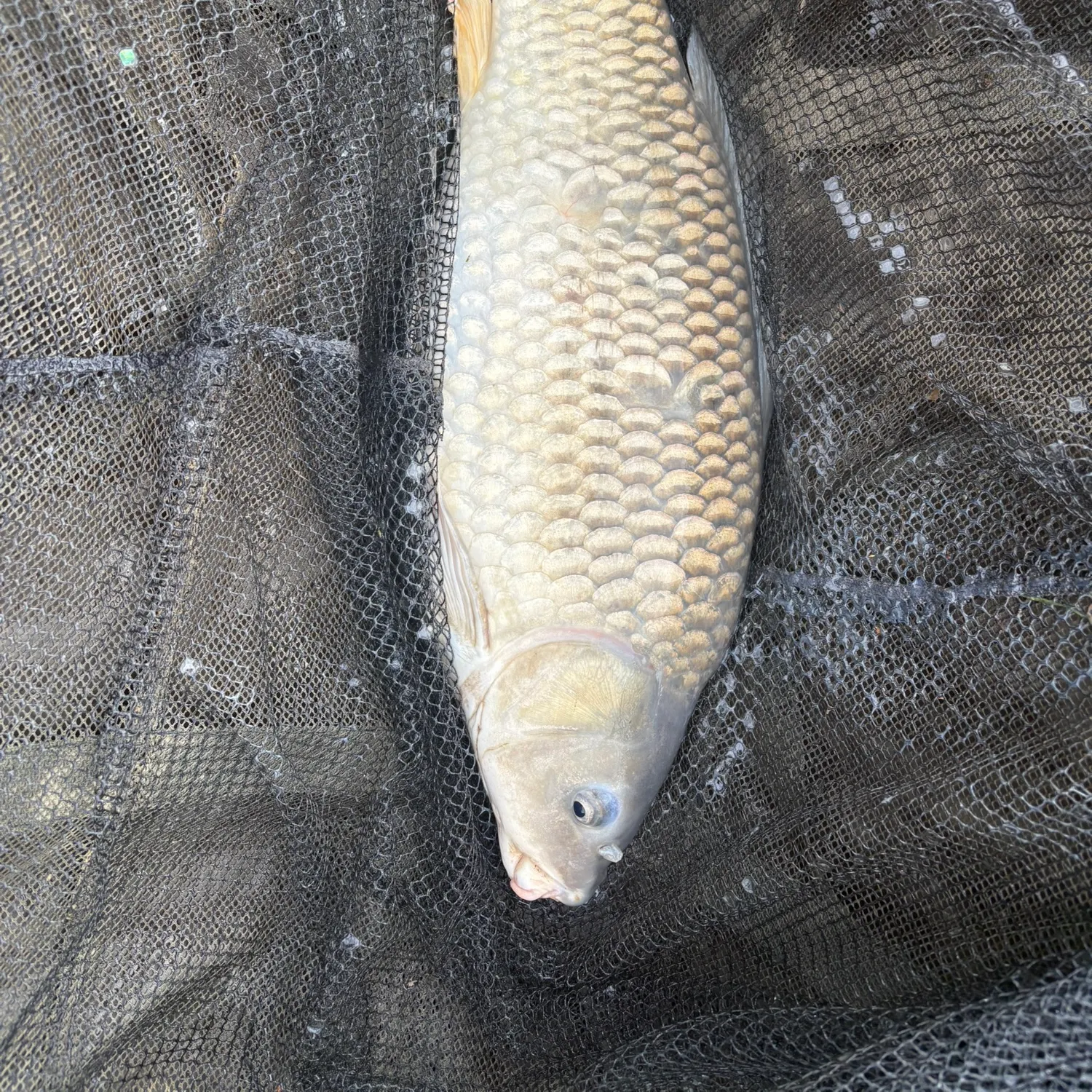 Common carp caught on Fishbrain