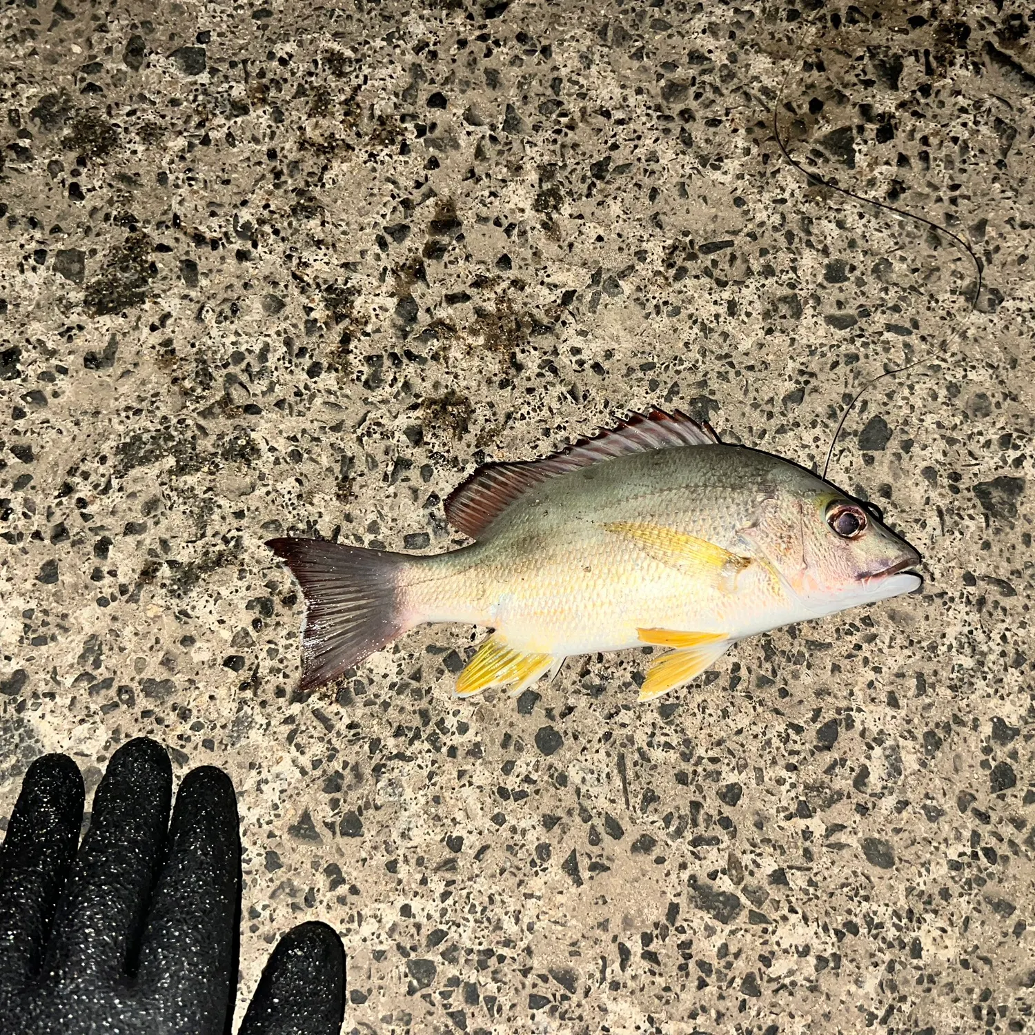 The most recent Blacktail snapper catches on Fishbrain