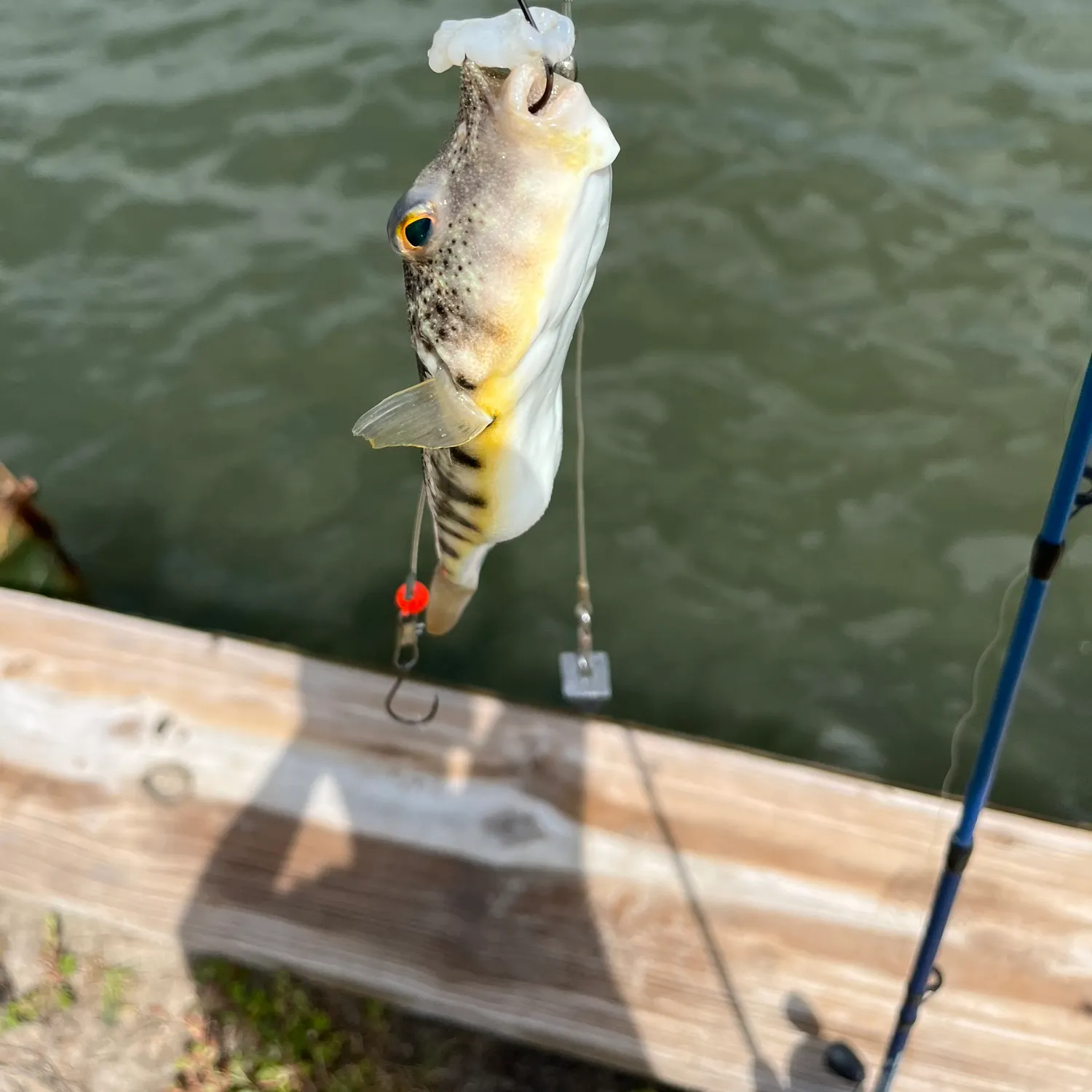 Northern puffer caught on Fishbrain