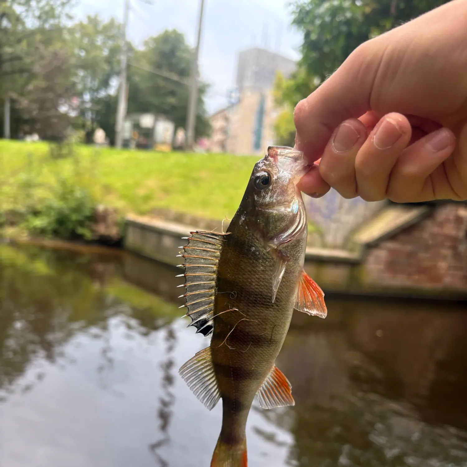 catch