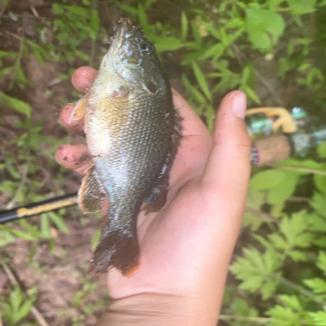 Greengill hybrid caught on Fishbrain