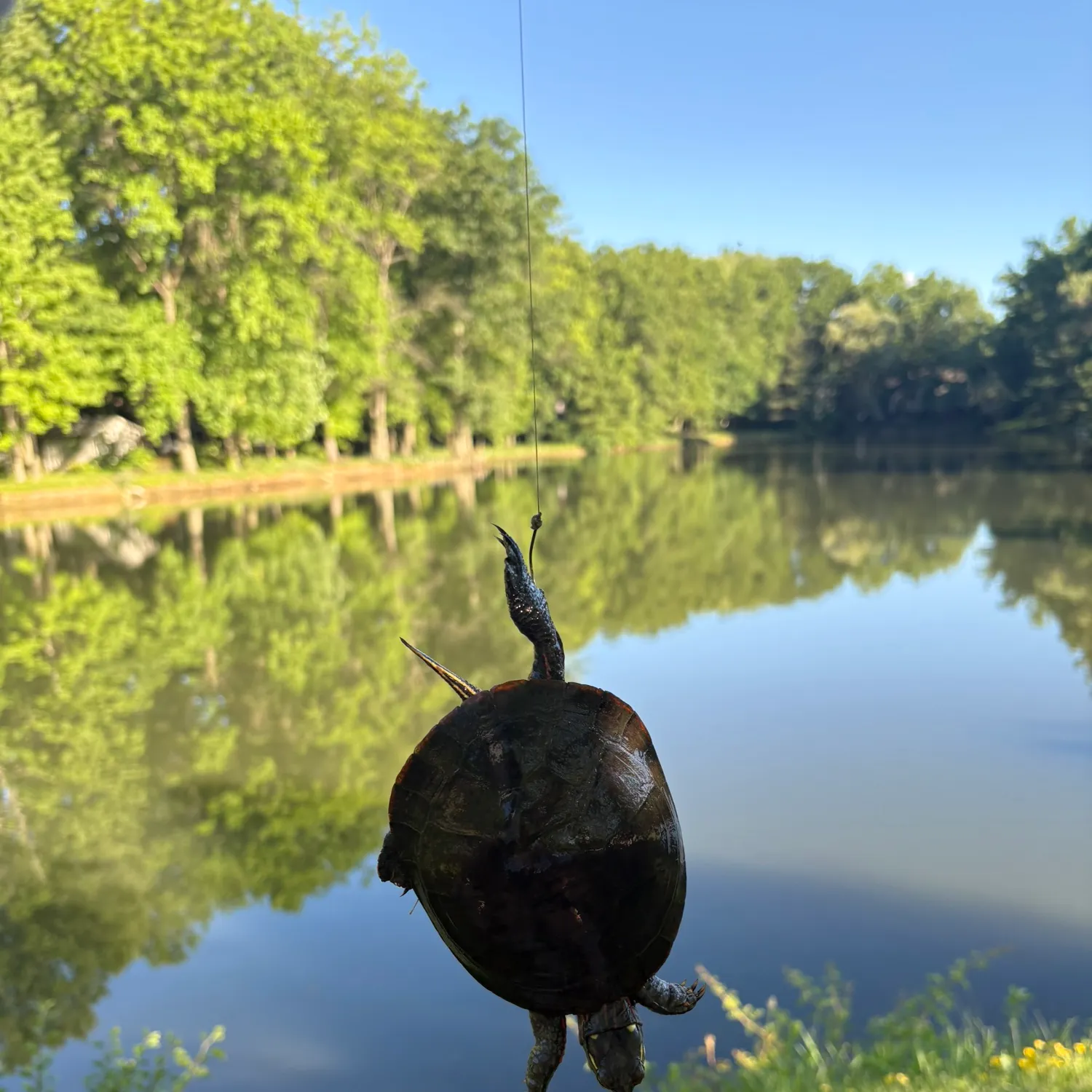 The most recent Painted turtle catches on Fishbrain