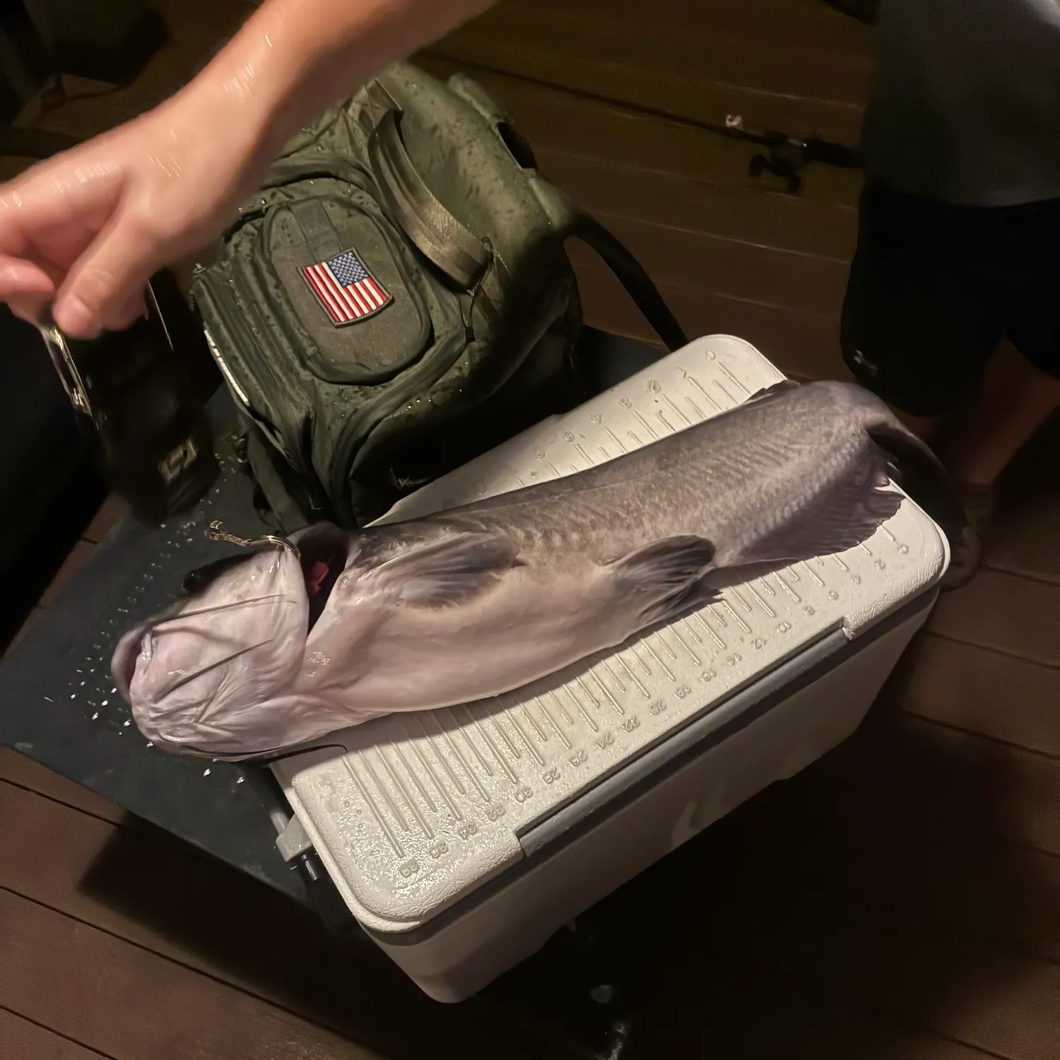 Blue catfish caught on Fishbrain
