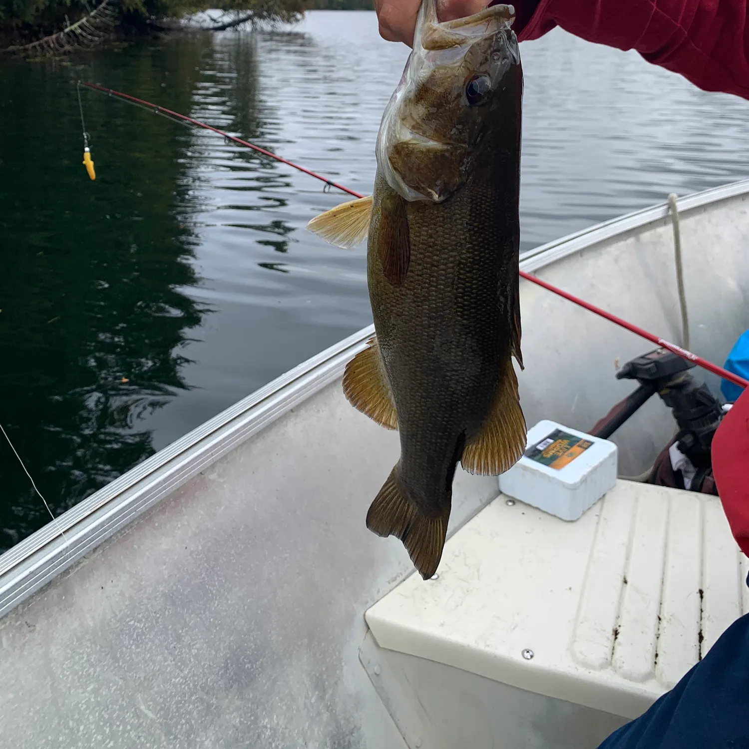 Smallmouth bass caught on Fishbrain