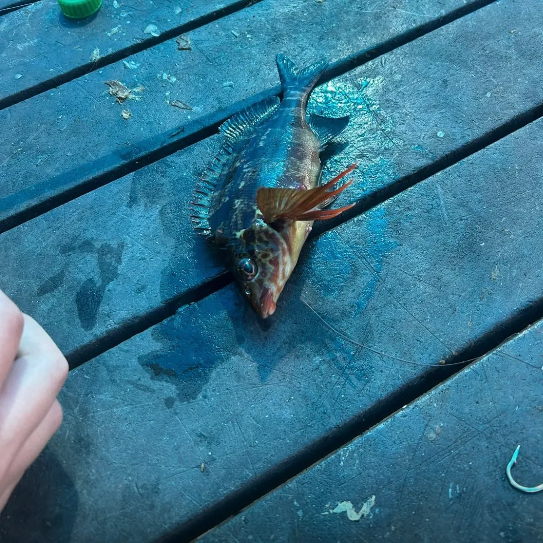 The most recent Red rock cod catches on Fishbrain