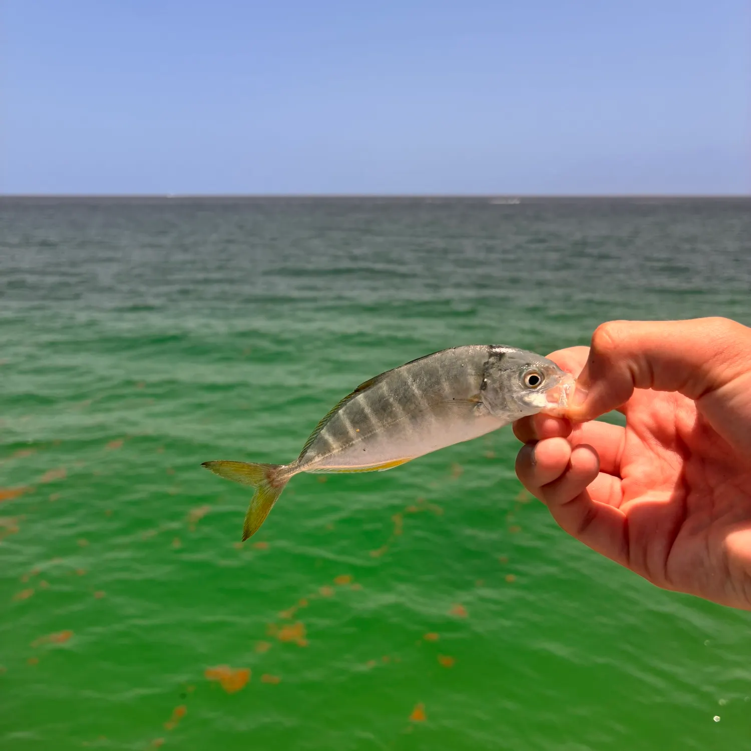 The most recent Yellowtail scad catches on Fishbrain