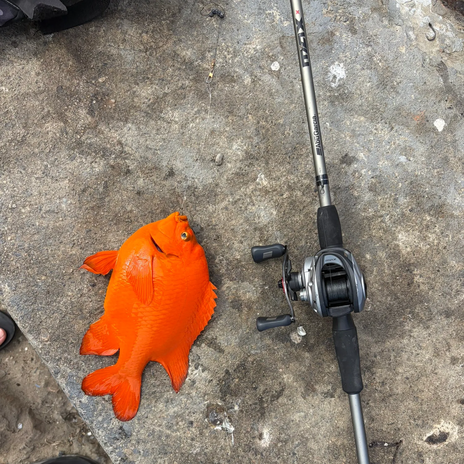 The most recent Garibaldi damselfish catches on Fishbrain