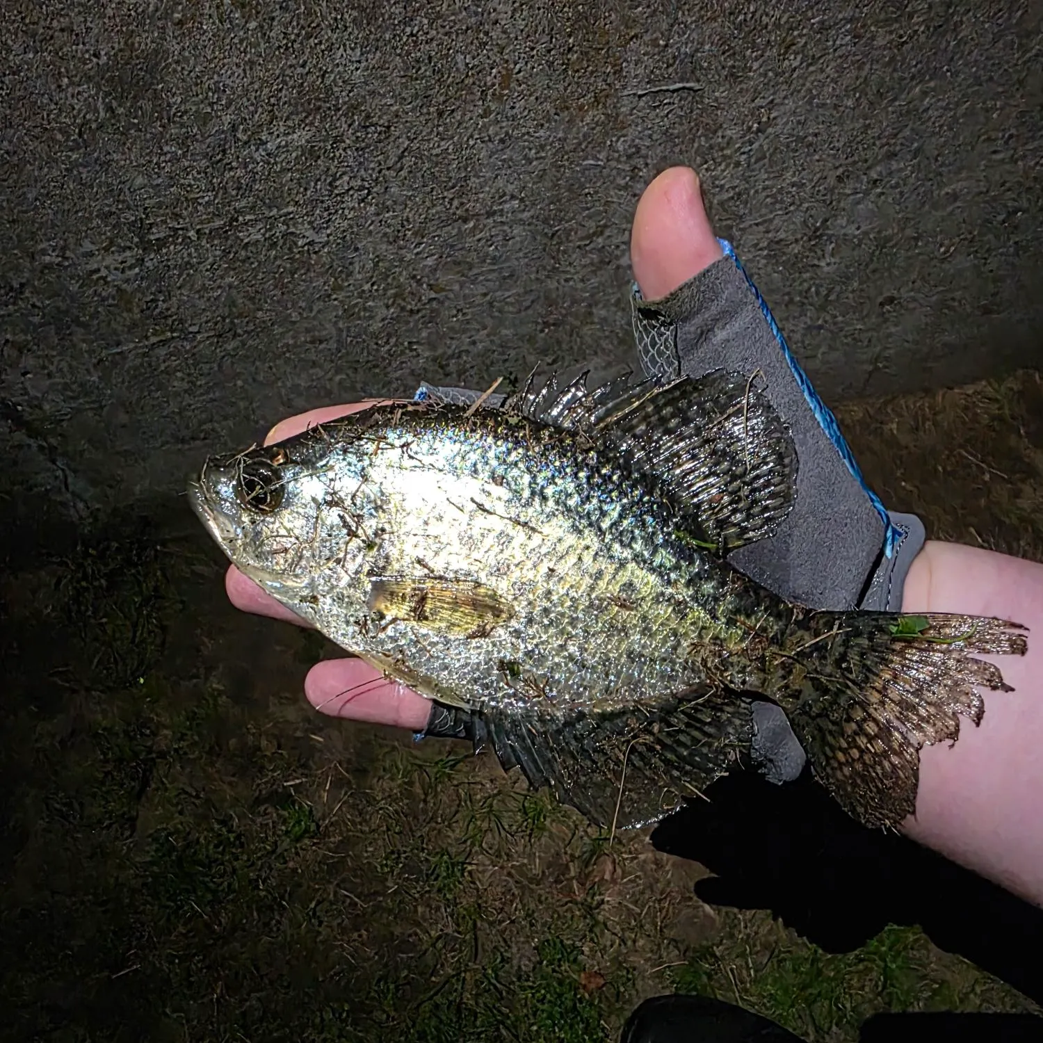Black crappie caught on Fishbrain